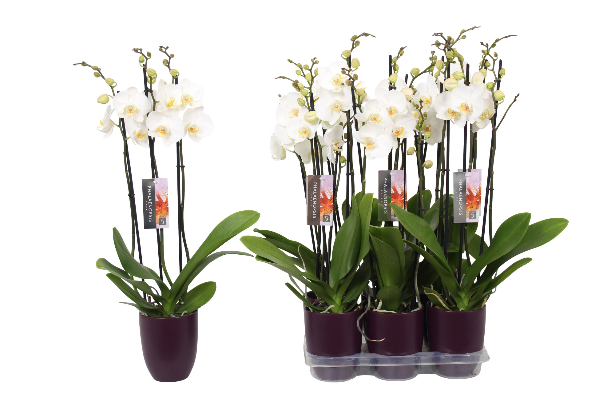 Phalaenopsis White, 3-spike Purple Ceramics, D 12