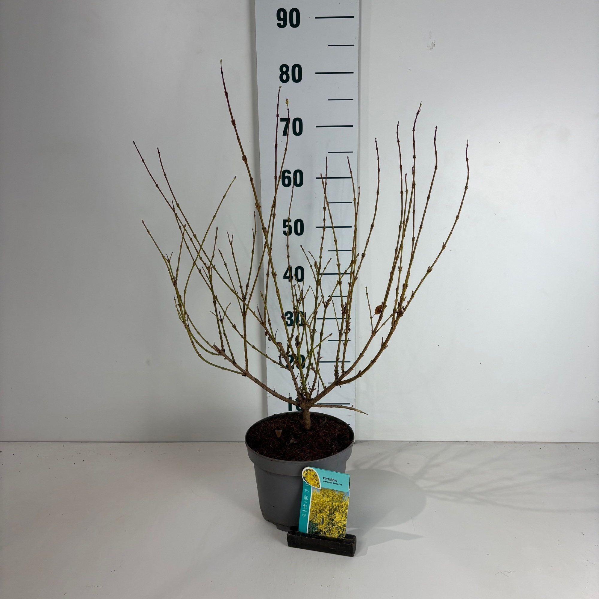 Forsythia intermedia Week-End, D 20