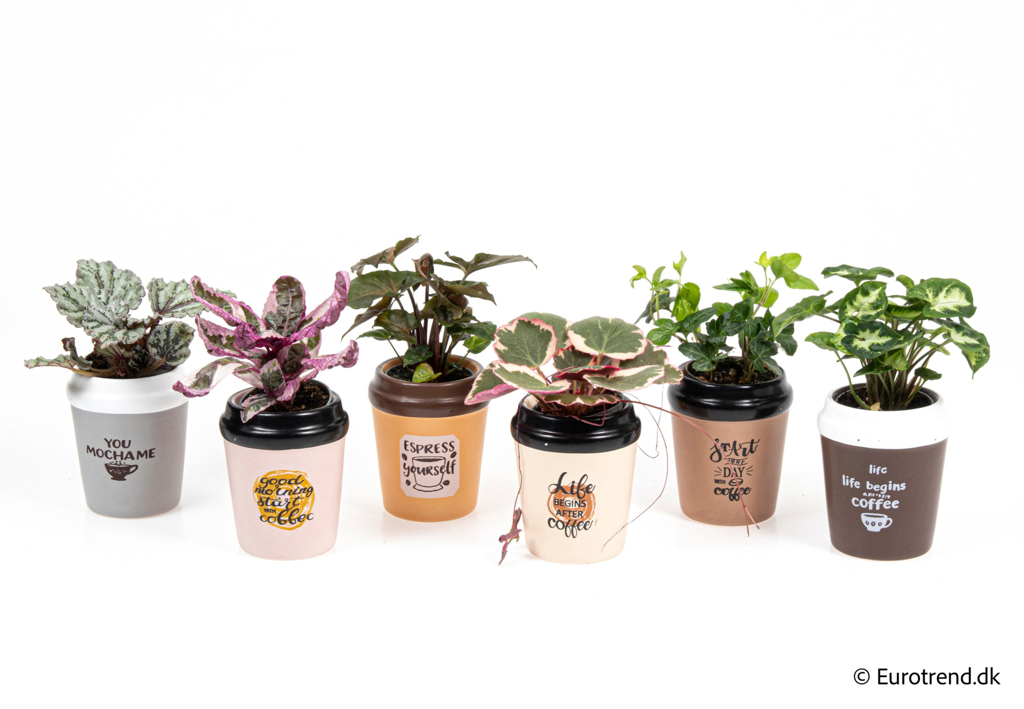 Green mix in New Look ceramic 2026, D 6