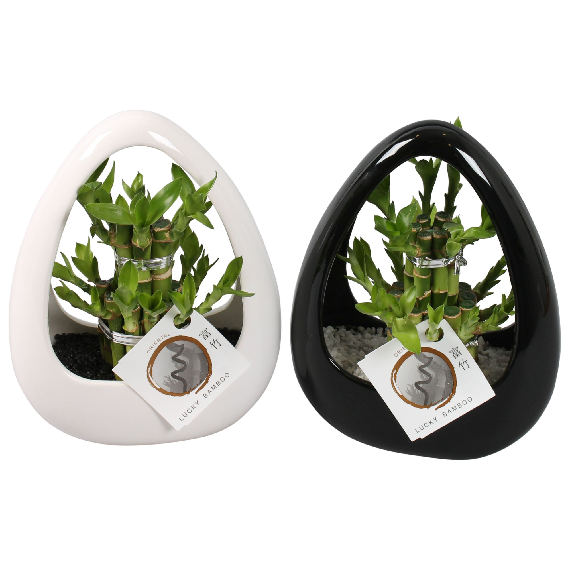 Lucky Bamboo Round 2Big in ø19cm Ikebana Ceramic Black/White, D 19