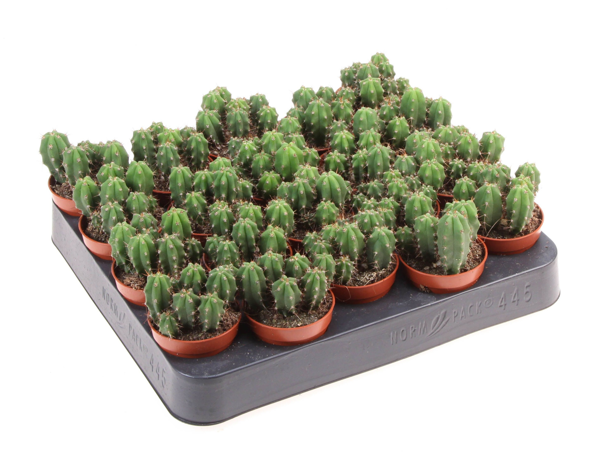 Echinopsis bridgesii, D 5,5