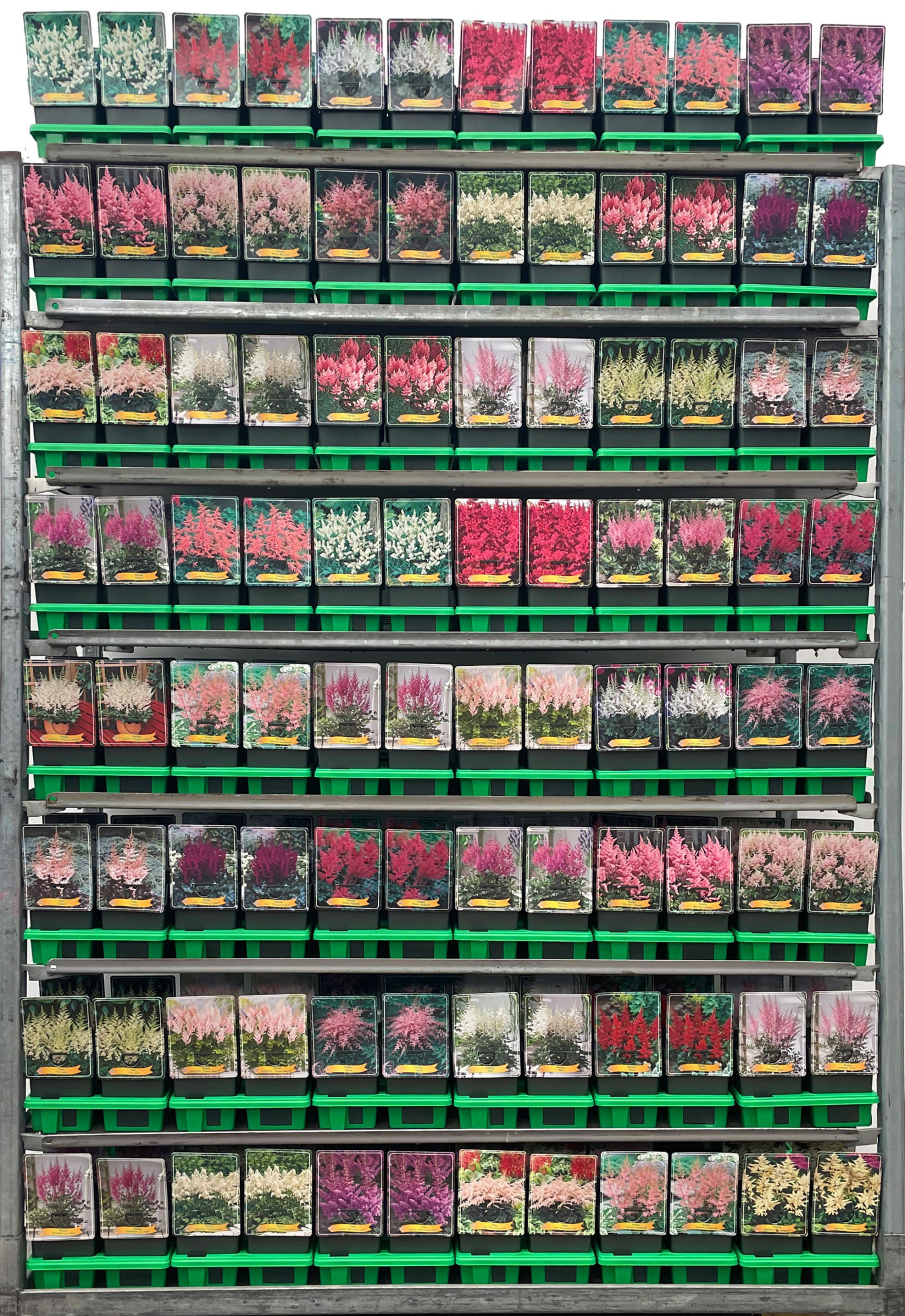 Astilbe Mix CC P11, D 11