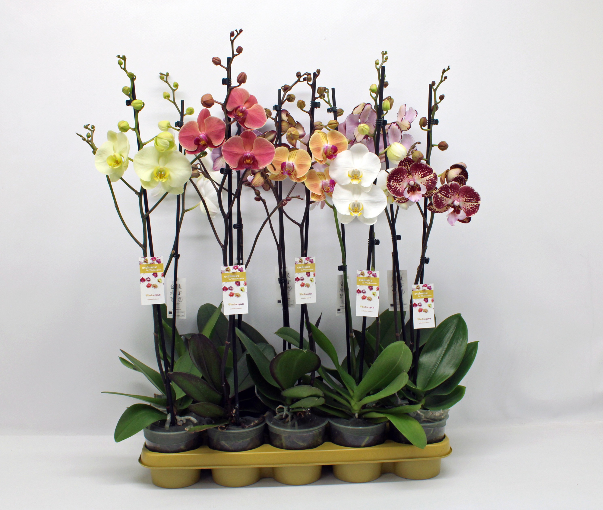 Gemengd 1-tak 70cm (GROEN), D 12