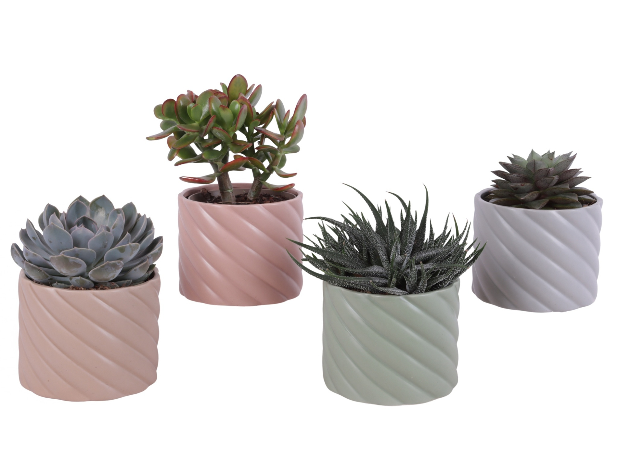 Succulenten mix Ø12cm in Ø14cm Ceramic SE661, D 14
