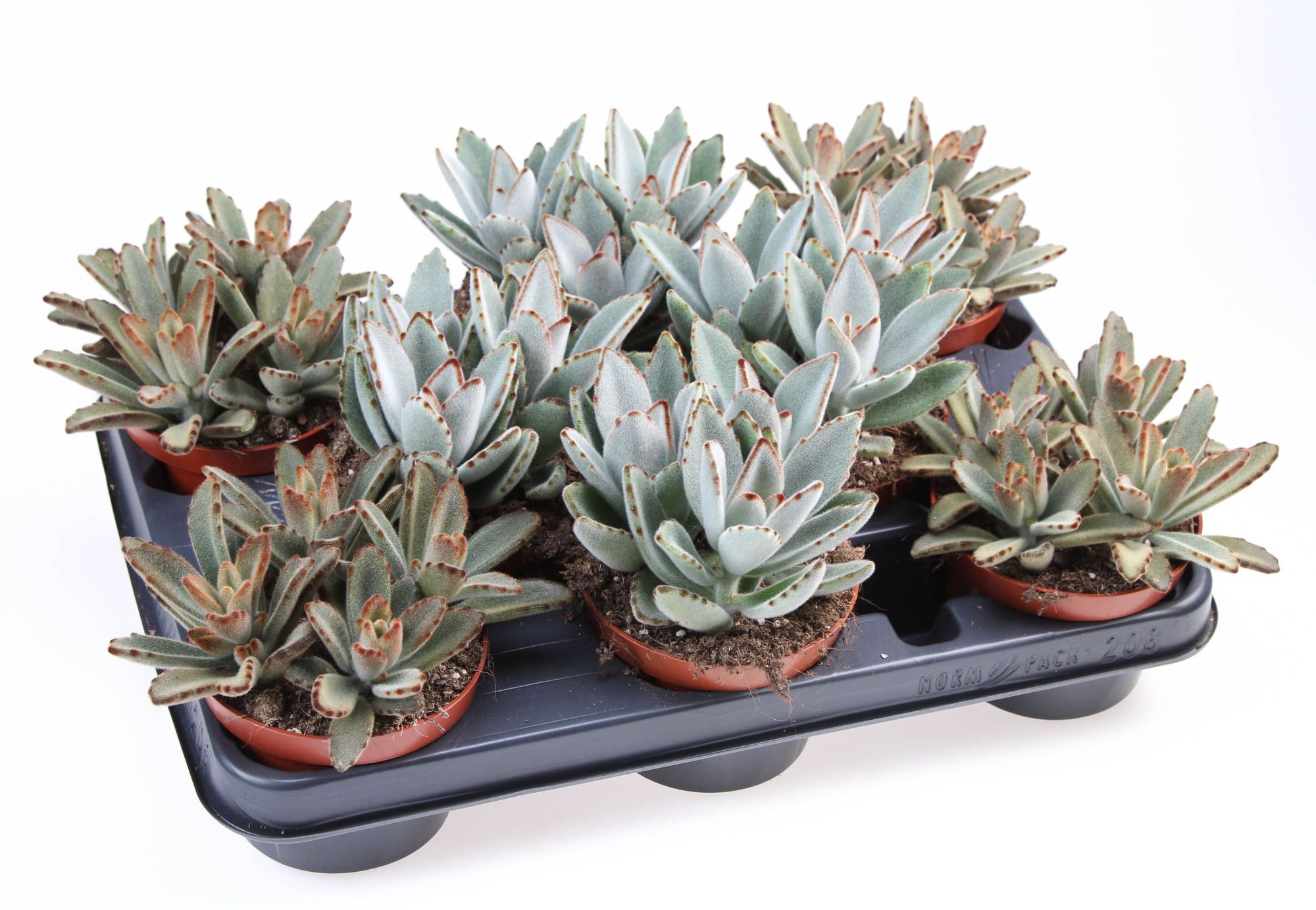 Kalanchoe tomentosa mix, D 10,5