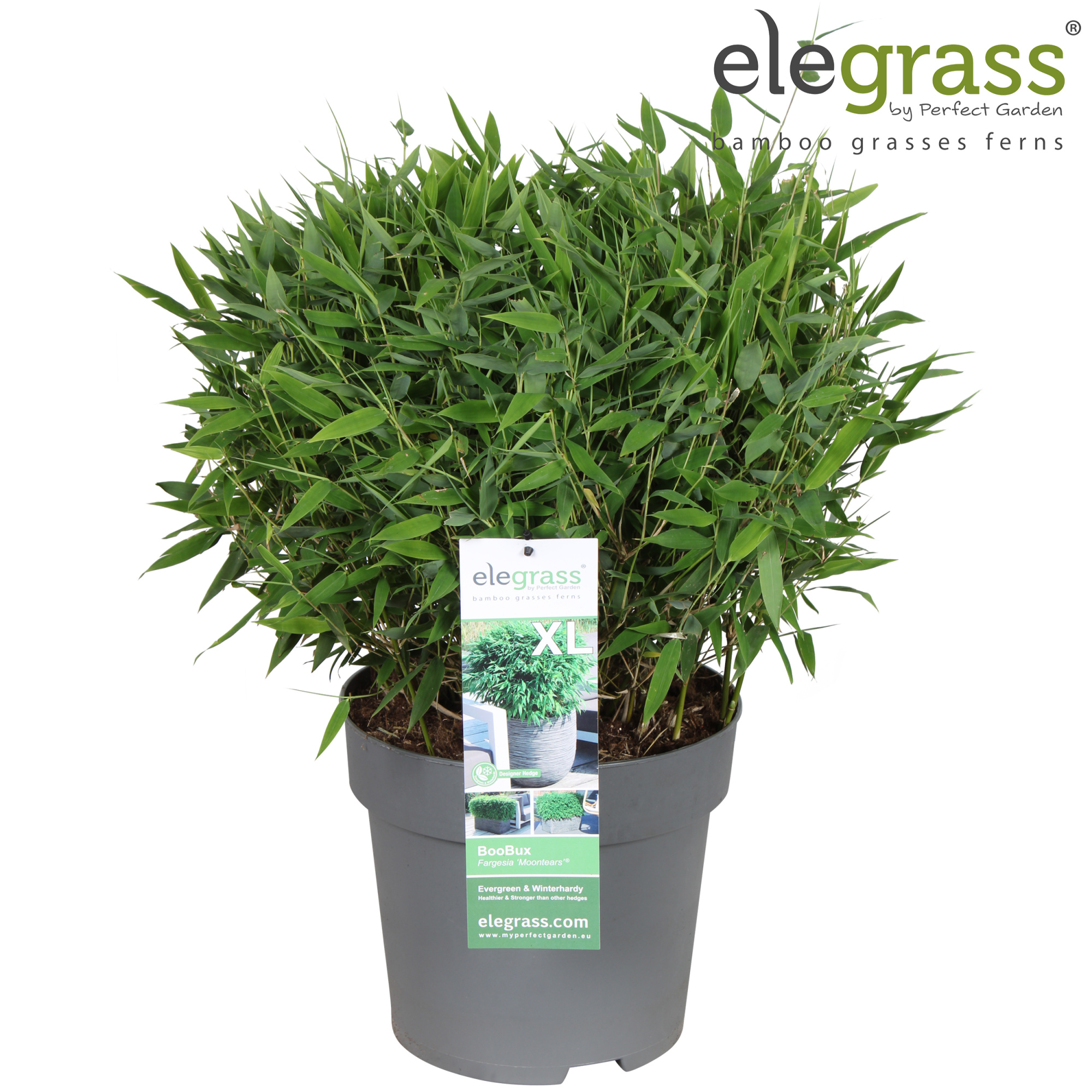 Fargesia 'Moontears'® Boobux P29, D 29