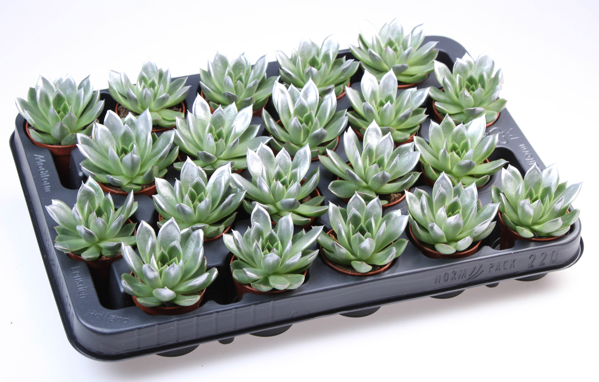 Miranda silver tips, D 5,5