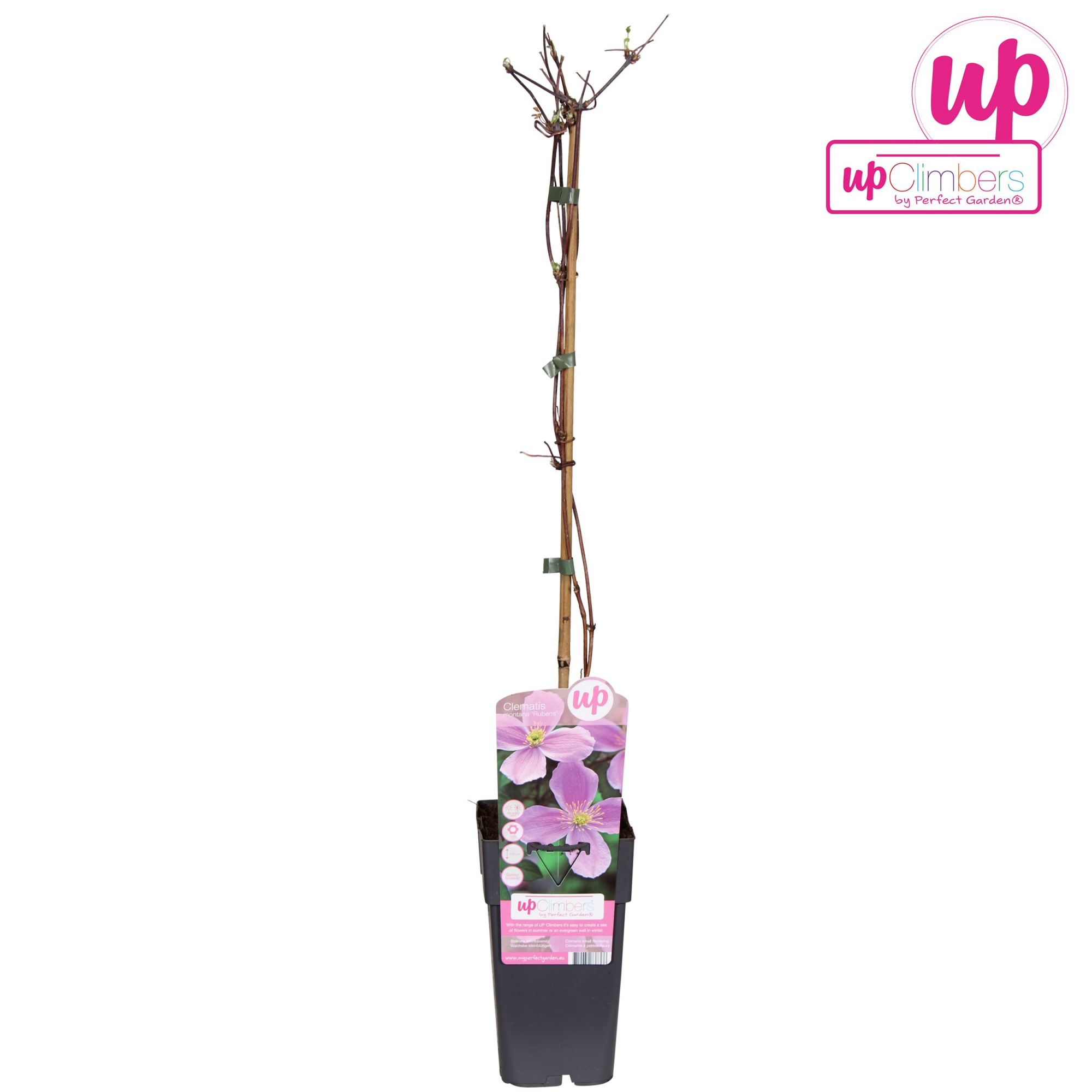 Clematis montana var. rubens P15, D 15