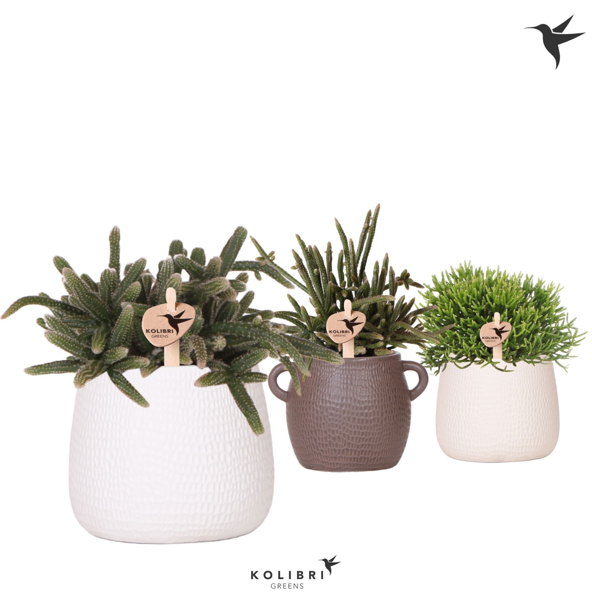 Kolibri Greens Rhipsalis mix in Scales pot mix, D 9