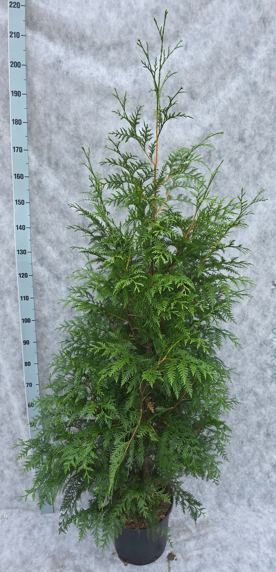 Thuja plicata Excelsa 200, D 133