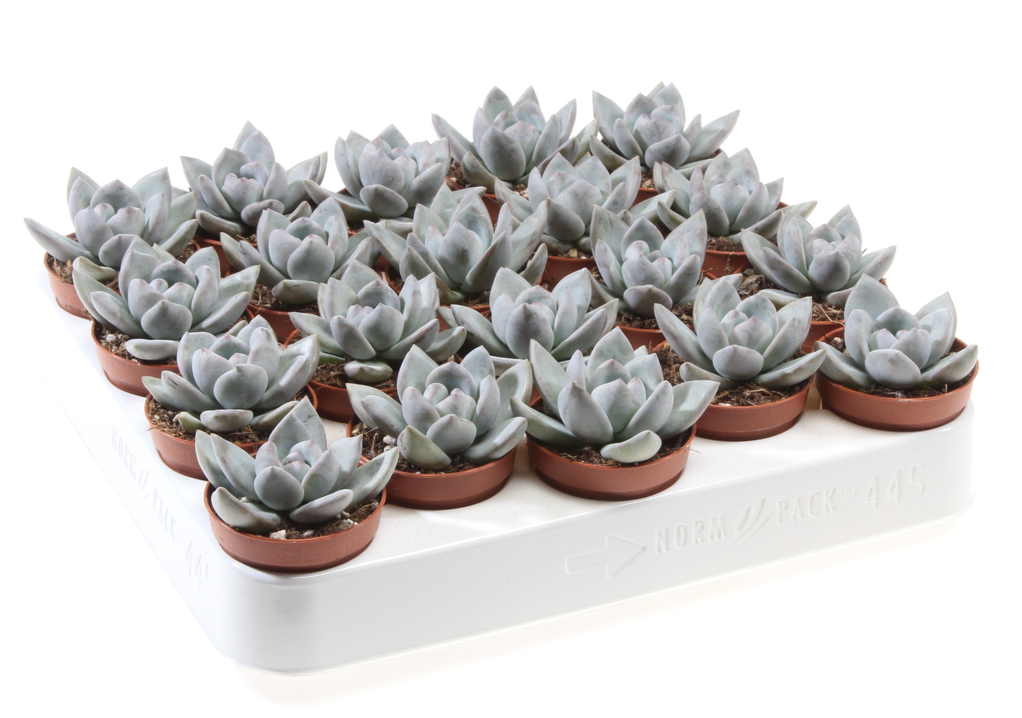 Echeveria ice crystal, D 5,5