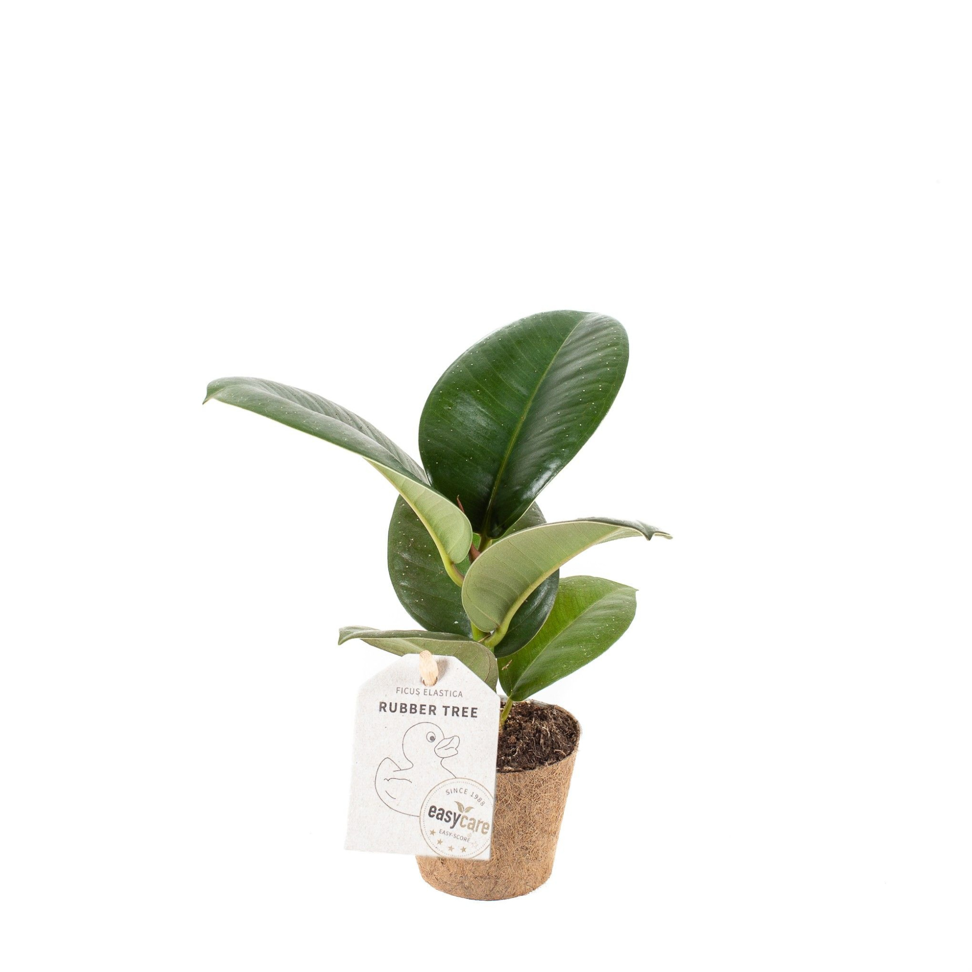 Ficus elastica ´Sofia´ - COCOZ, D 6