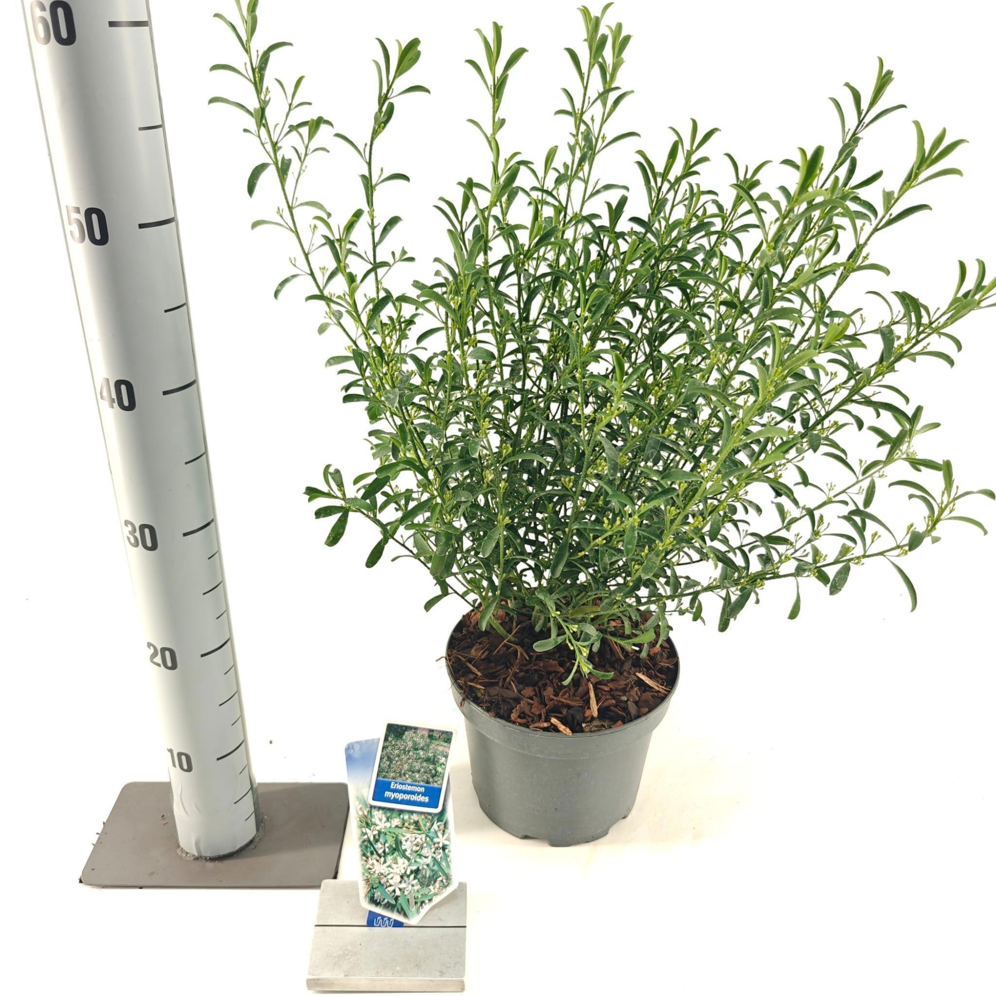 Eriostemon myoporoides, D 19