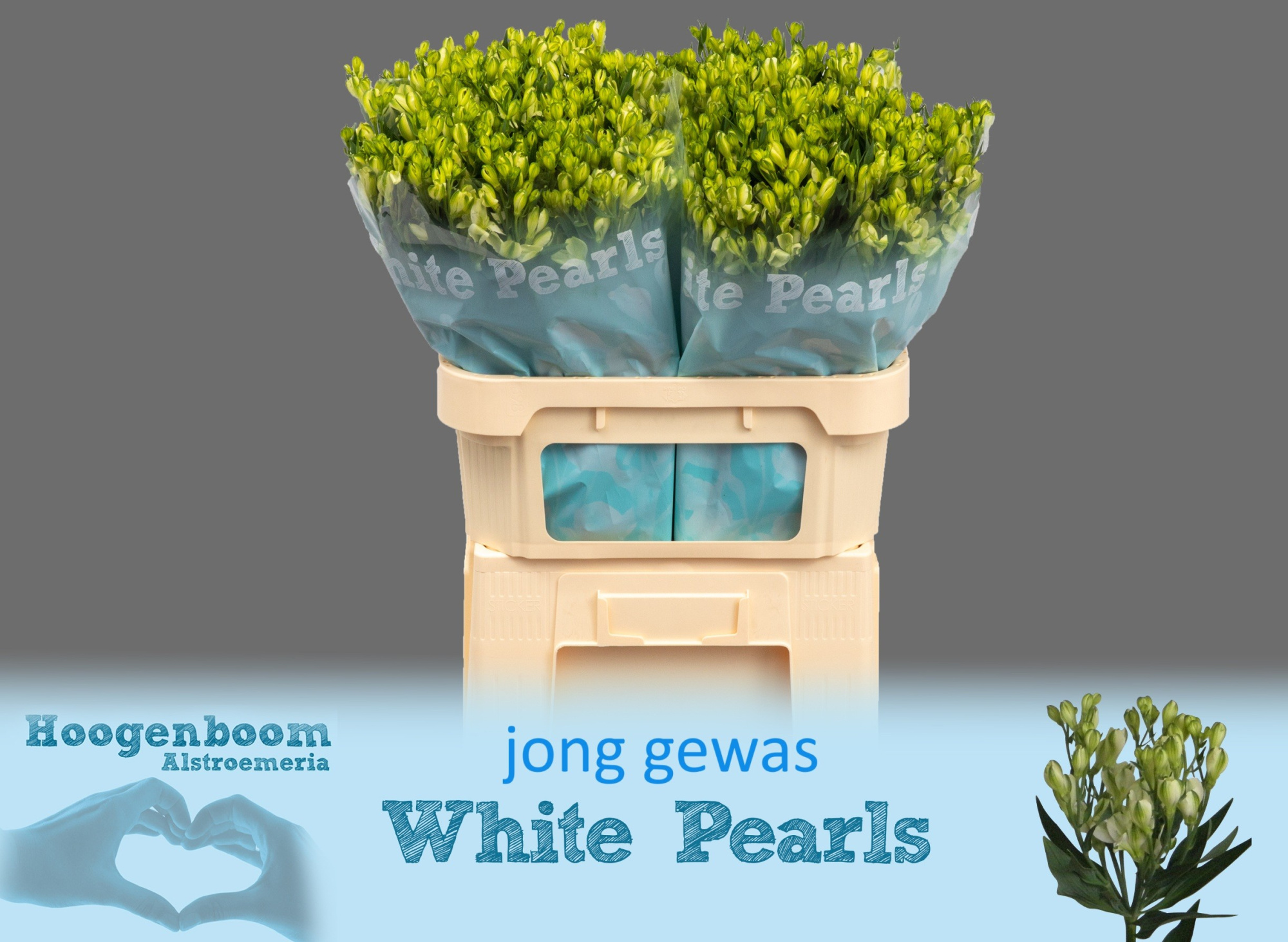 Альстромерия Вайт Перлс (бел.), шт.