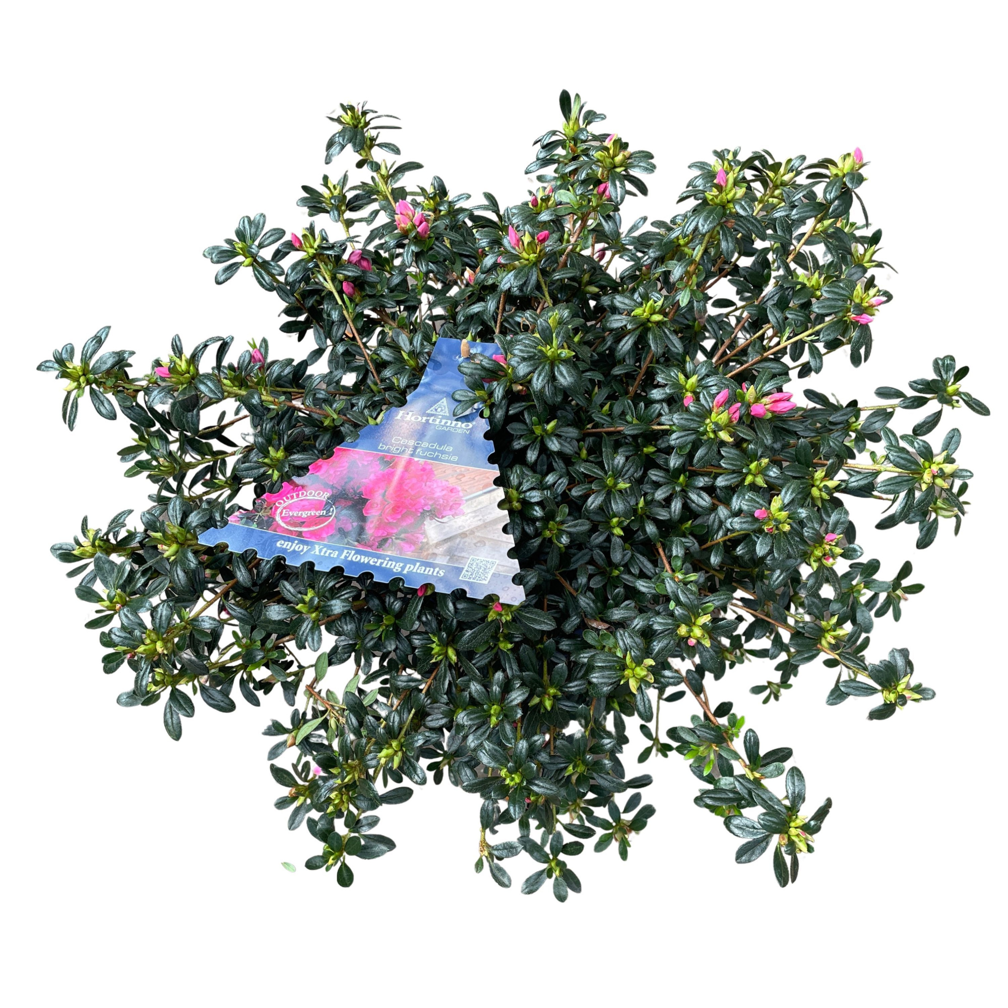 Azalea Japonica Hortinno P15 'Cascadula bright fuchsia', D 15