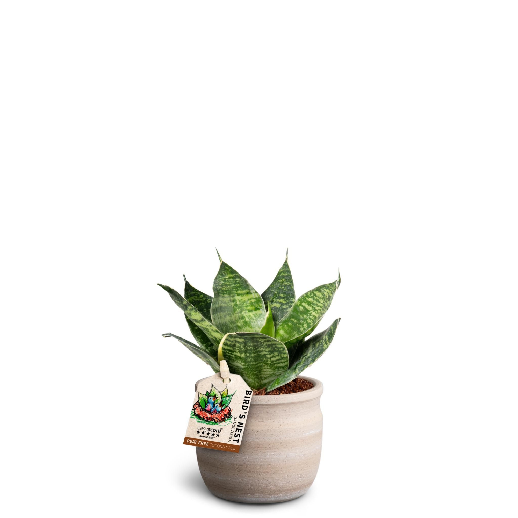 Maceta Sand, Sansevieria Hahnii Green, D 7