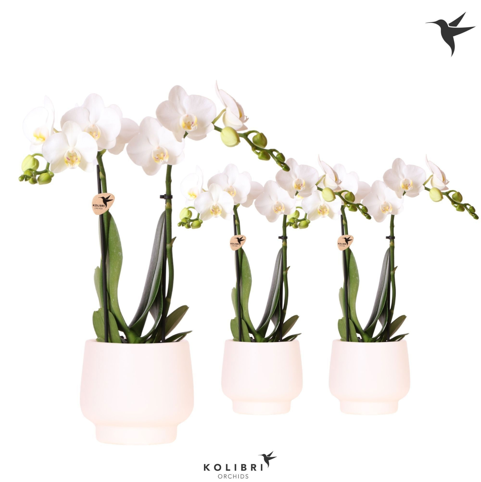 Kolibri Orchids Phalaenopsis white 2 spike in Scandic pot white, D 9