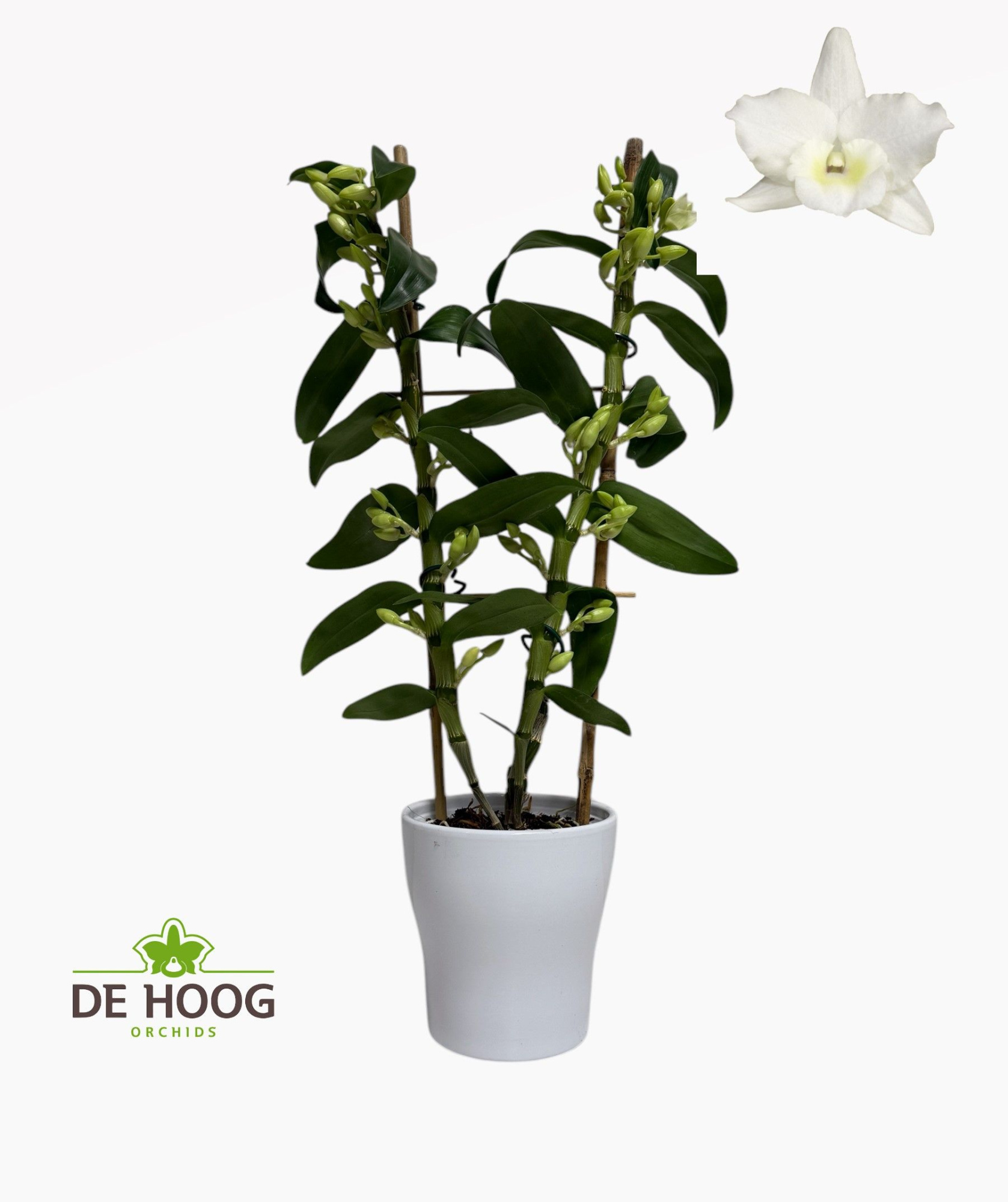 Dendr Nob Apollon 2 stam 18+ tros met houten rekje met keramiek, D 12