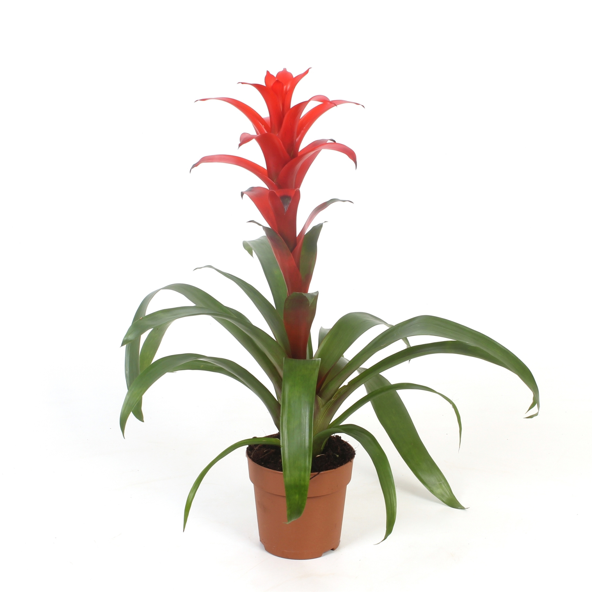Guzmania Allura, D 12