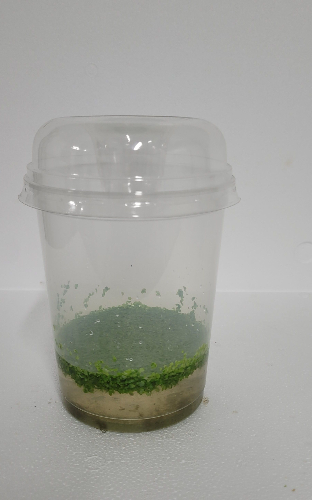 490-Lemna trescultata + Deksel, D 12