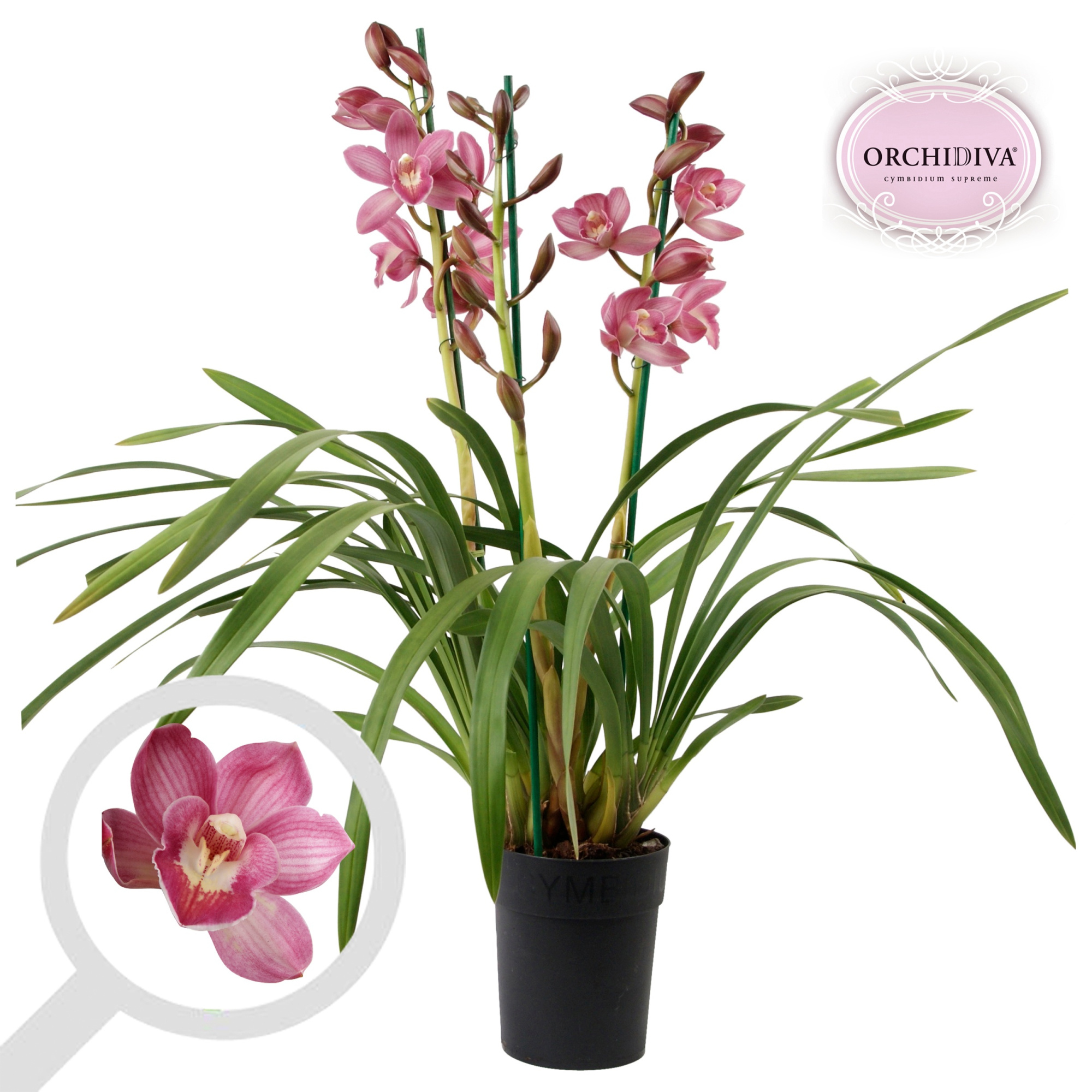 Cymbidium piccobello 3-4 tak, D 14