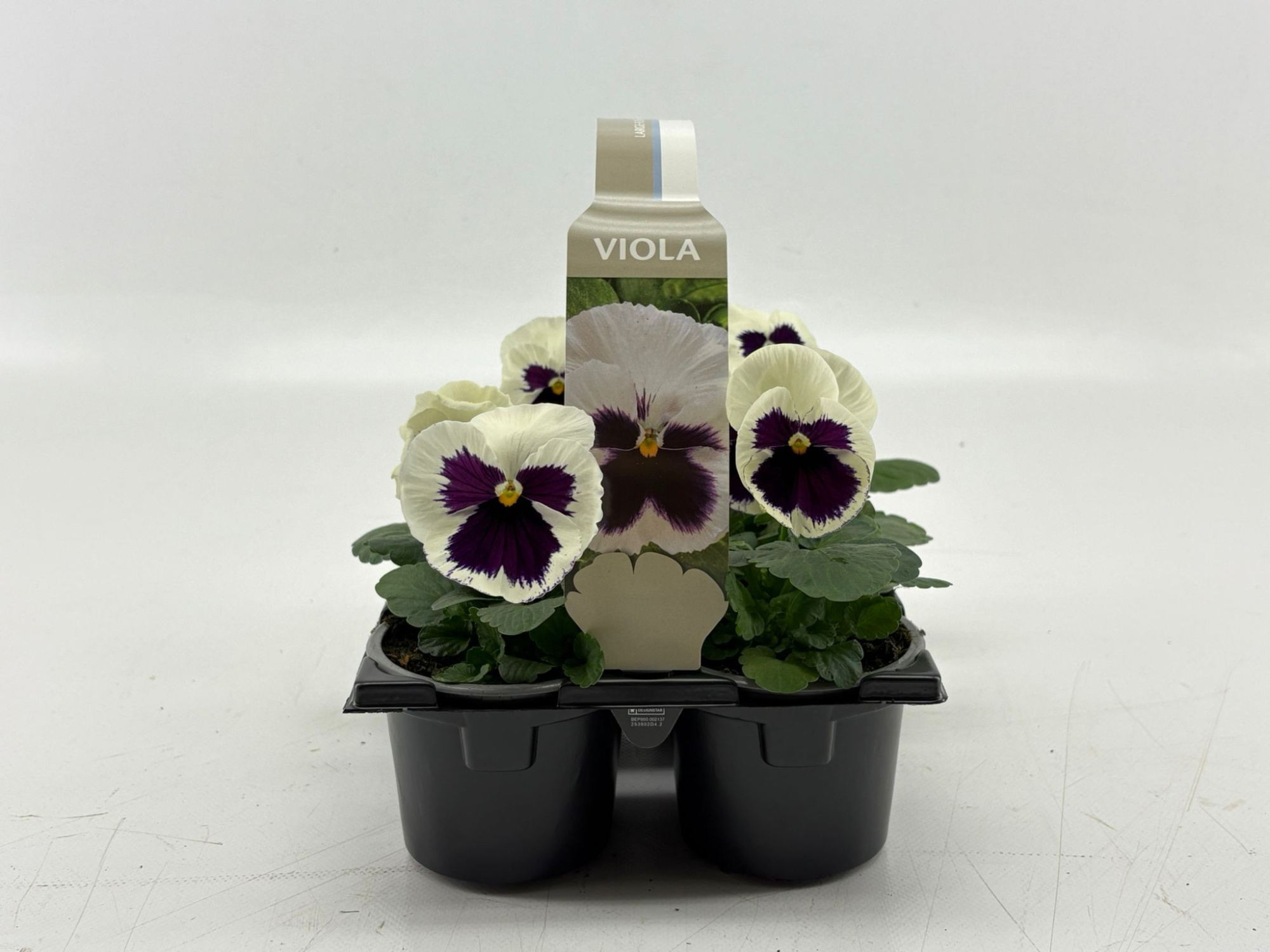 Sixpack Viola F1 White With Blotch, D 9