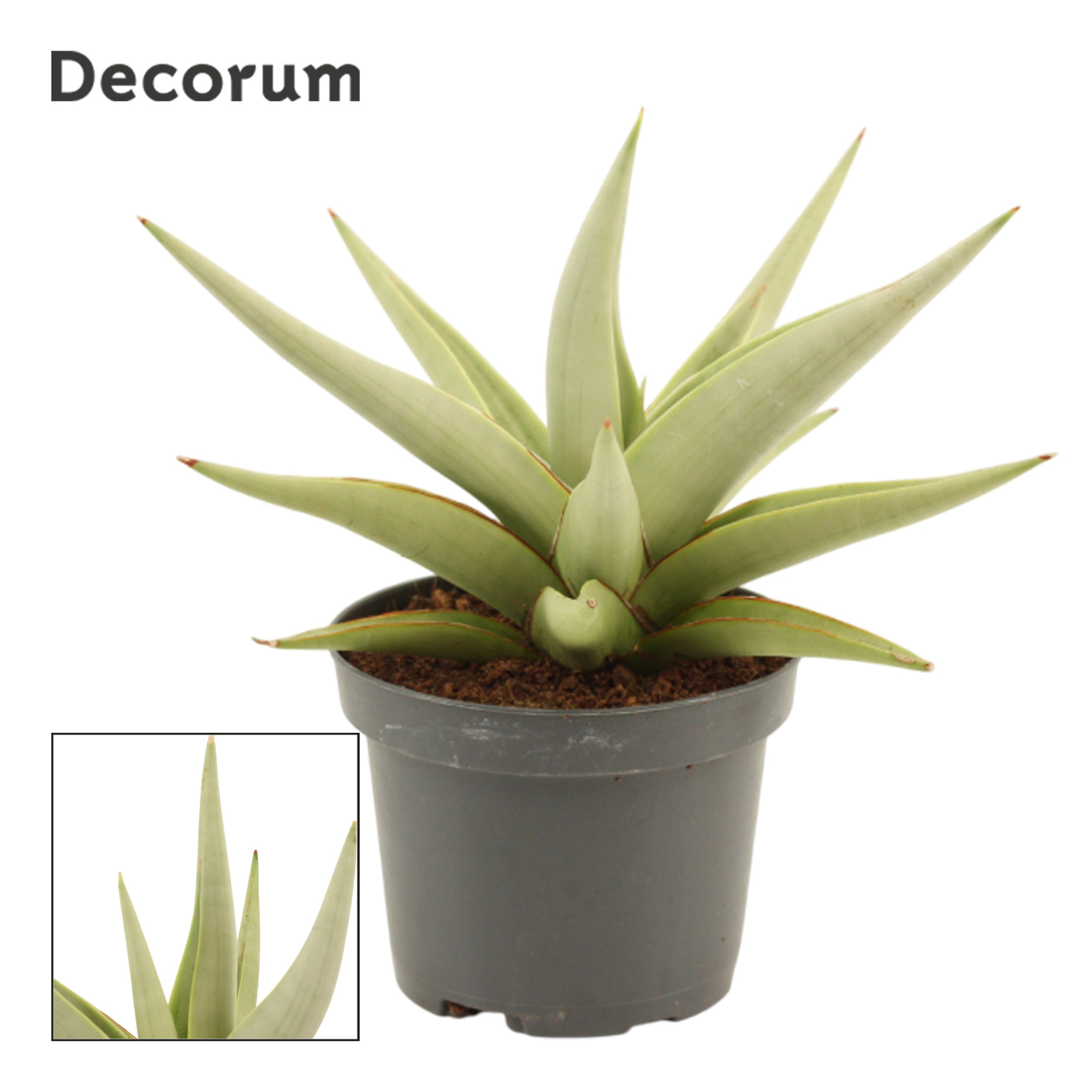 Sansevieria Chanin Crown 9 cm (Decorum), D 9