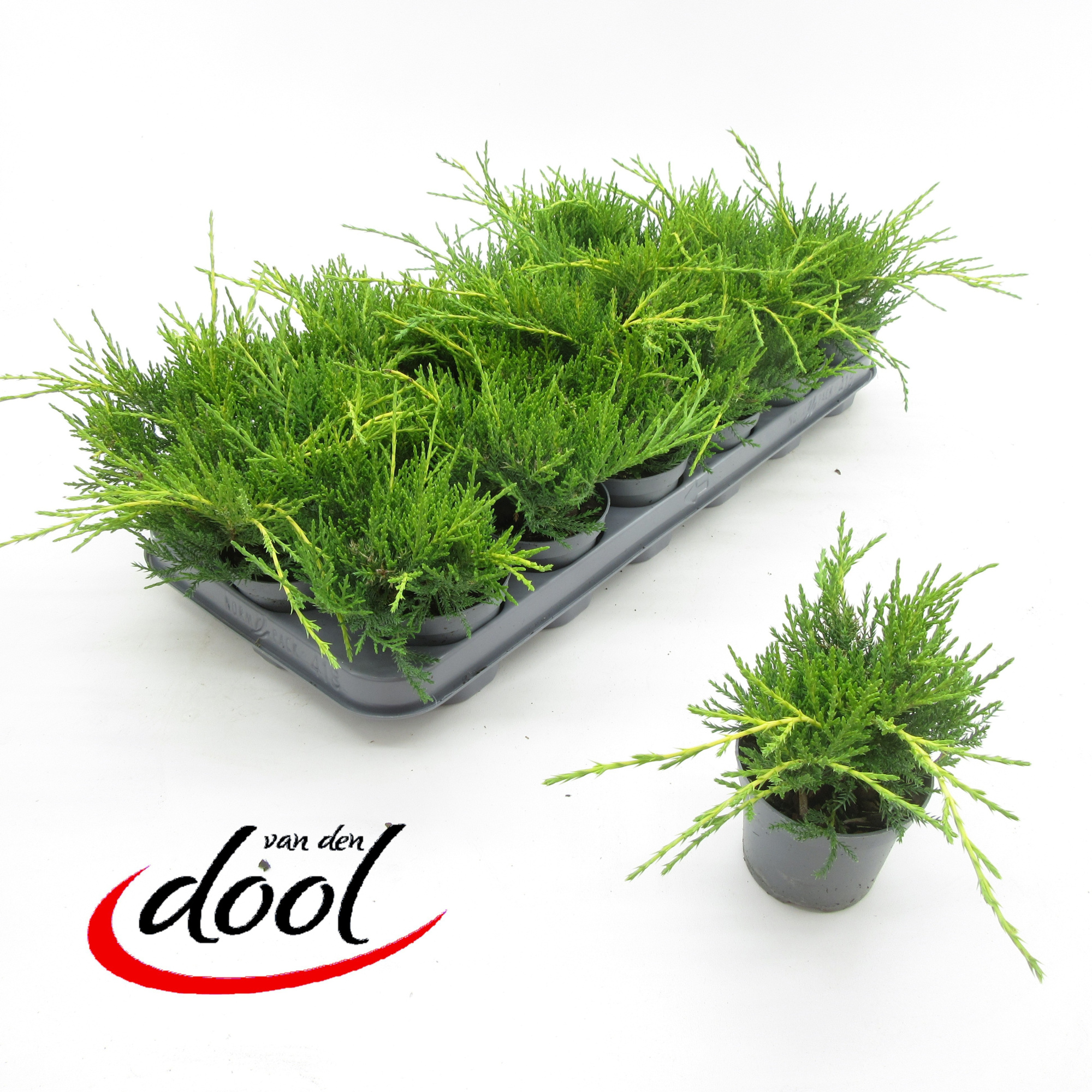 Juniperus Old Gold, D 9