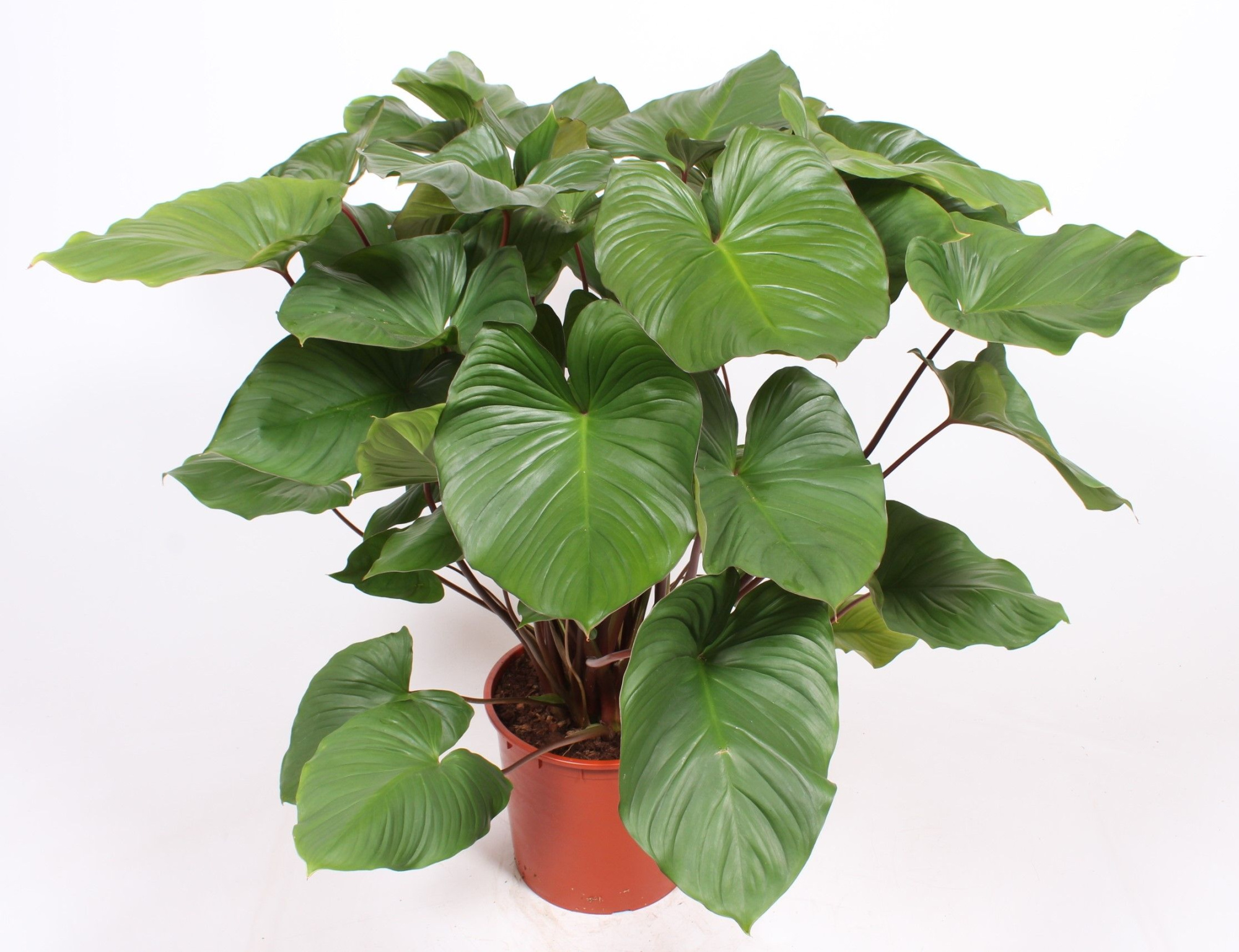 Homalomena rubescens Maggy, D 34