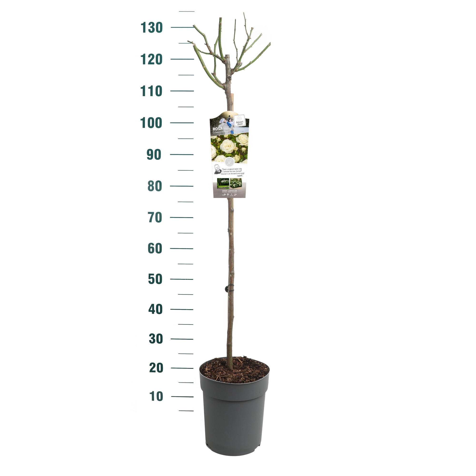 Rosa 'Baby Schneewittchen' - 90 Stam - Exclusive Collection, D 24