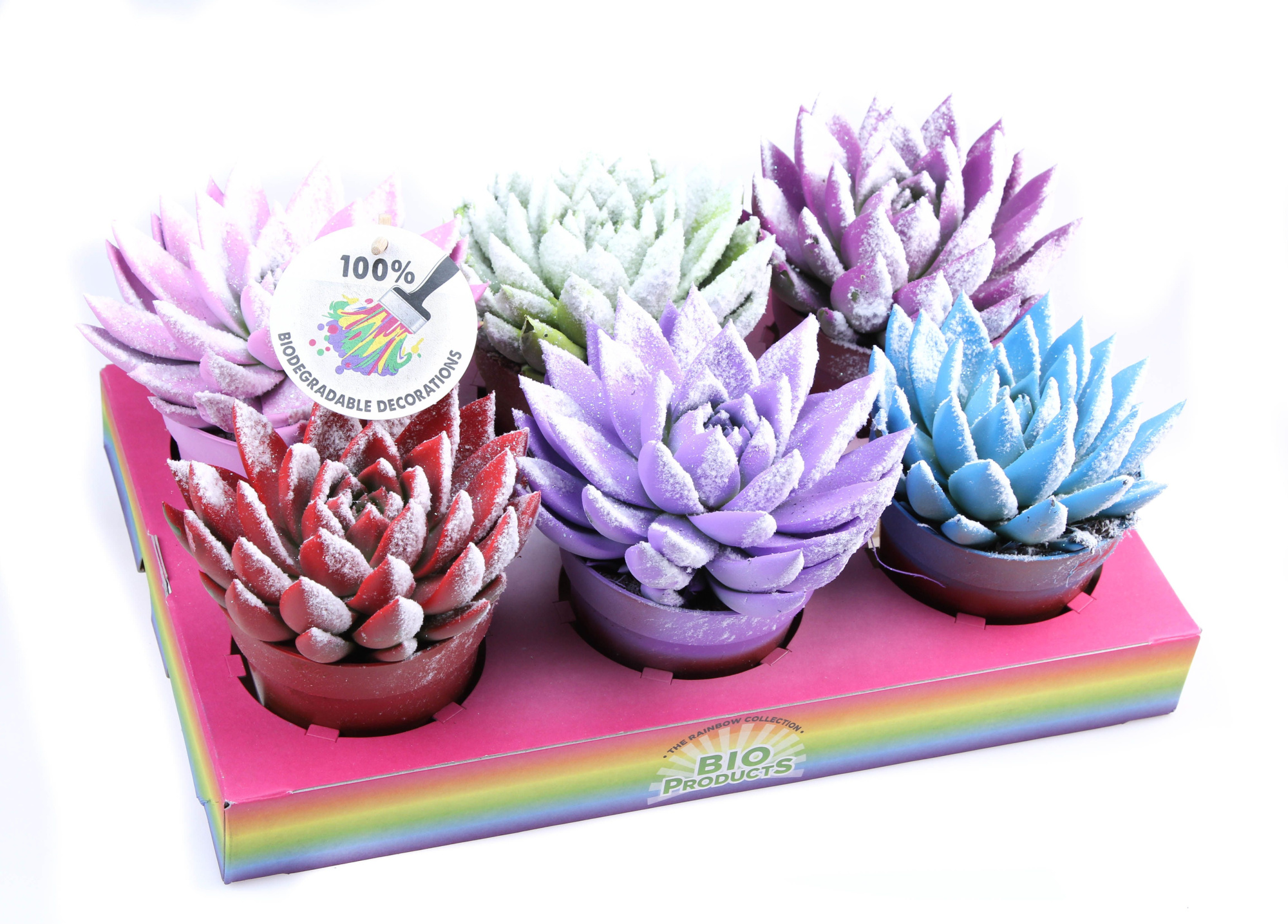 Rainbow Bio snow, D 12