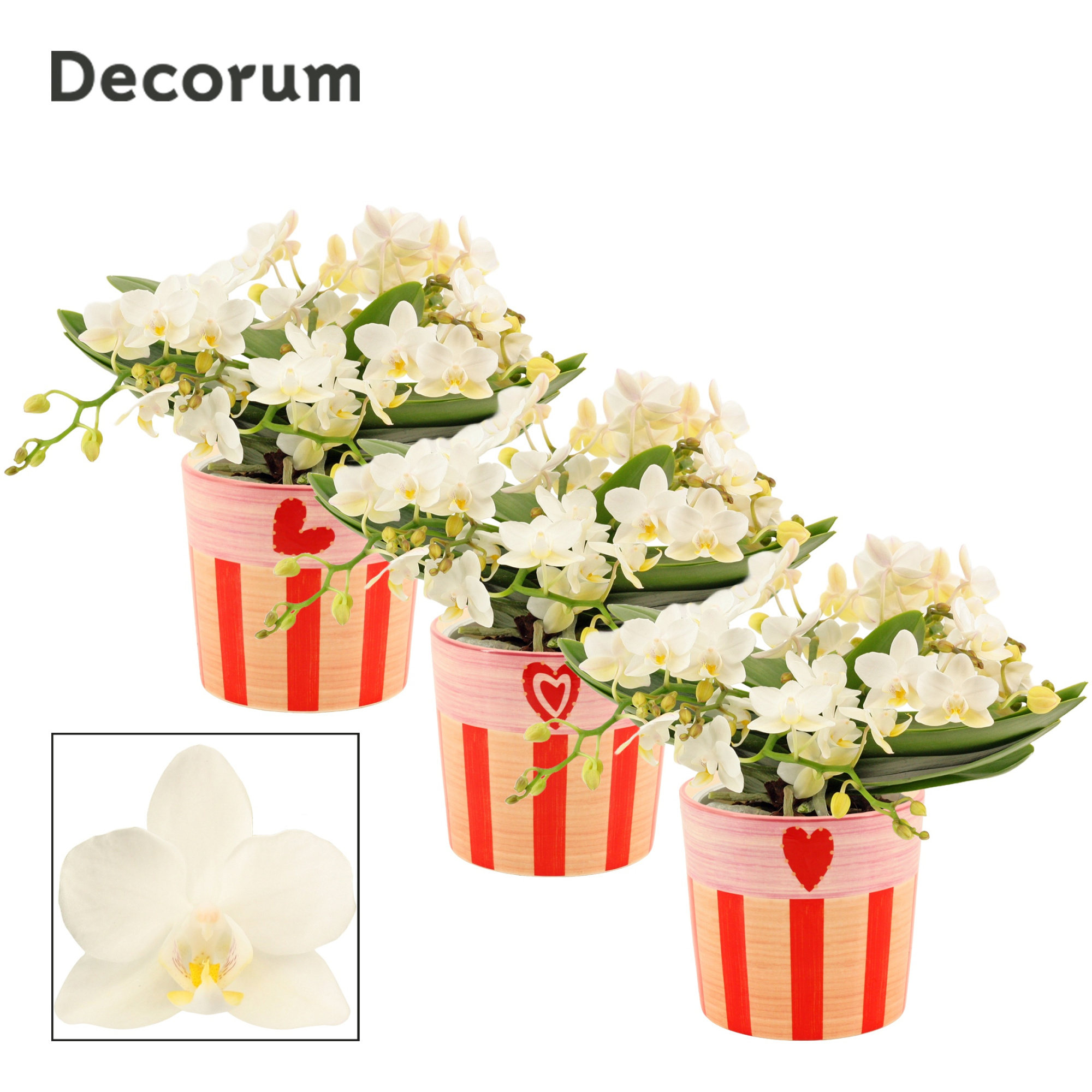 Phalaenopsis Table Whitney 4+ tak in Romée (Sympathetic moods-co, D 12