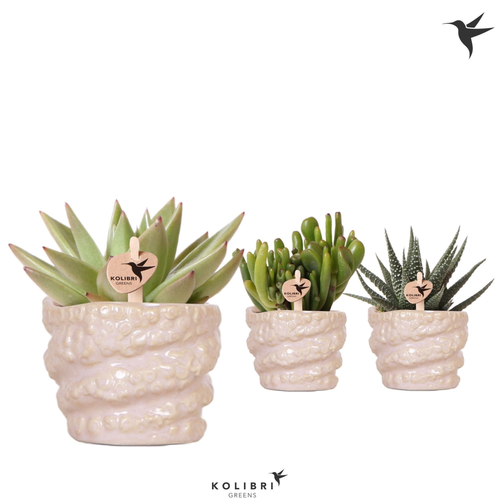 Kolibri Greens Succulenten mix in Octopus pot, D 6