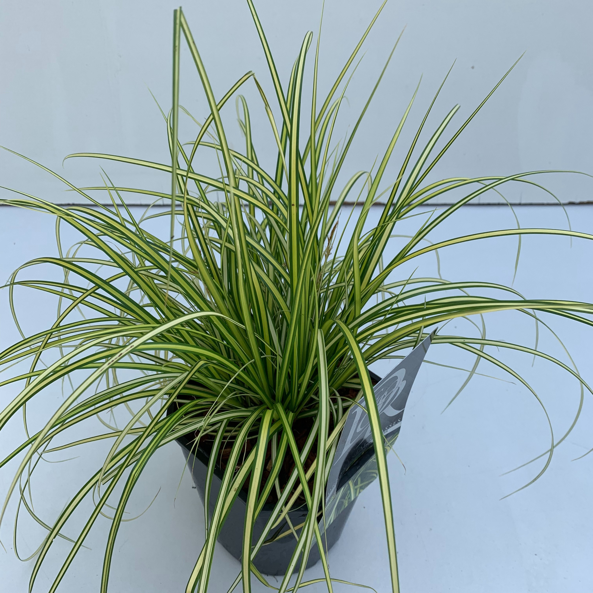 Carex 'Eversheen', D 17