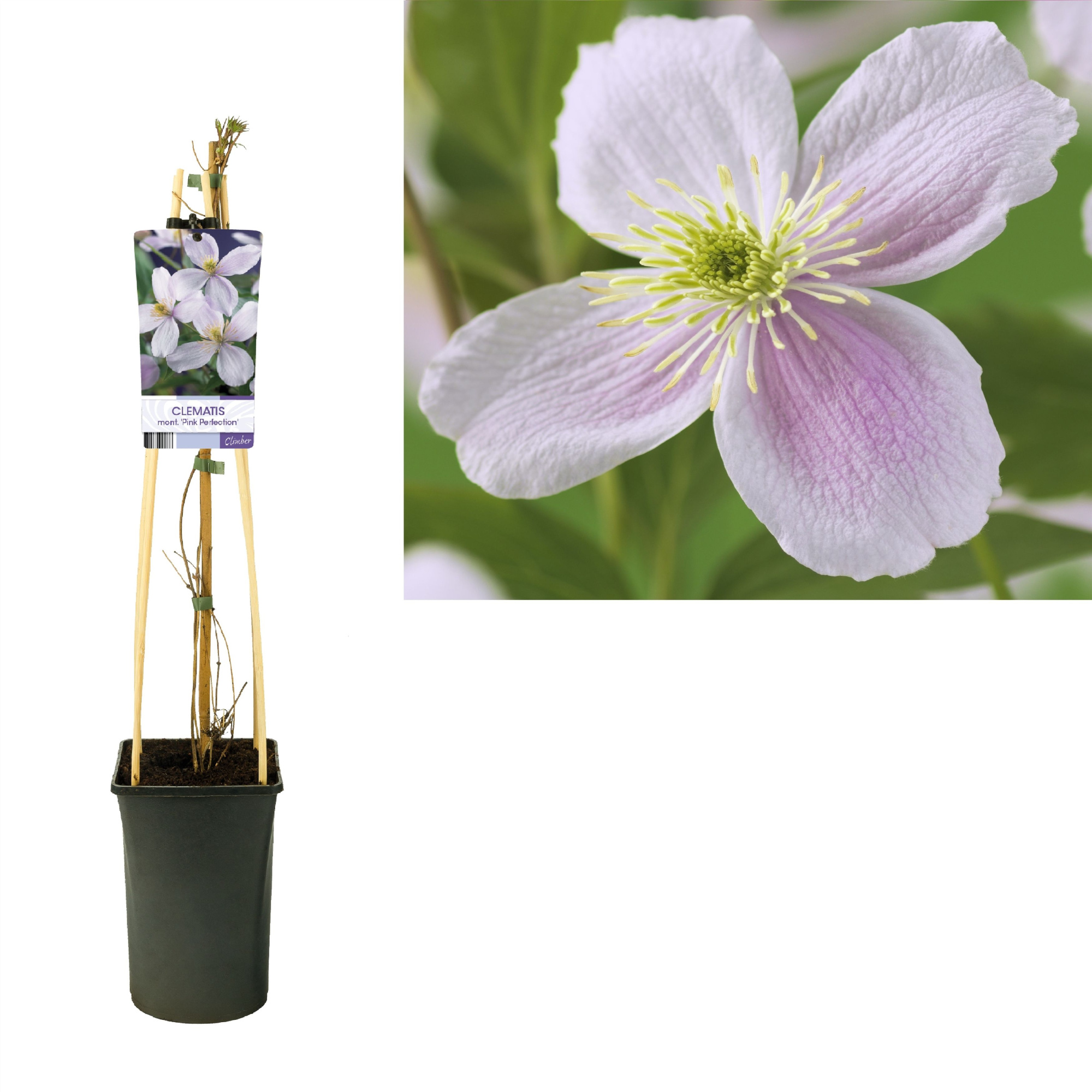 Clematis montana 'Pink Perfection' +light label, D 17