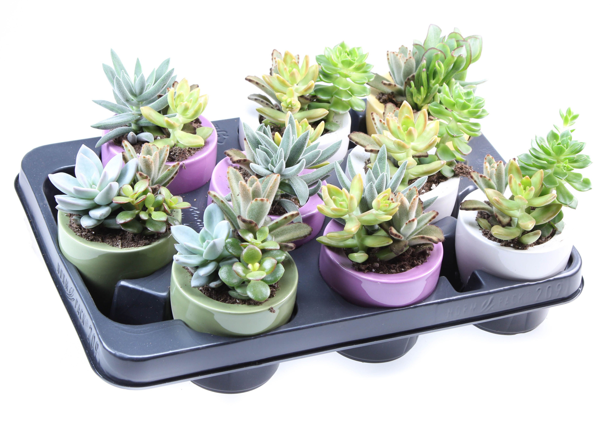 Succulent trio ufo pot, D 8,5