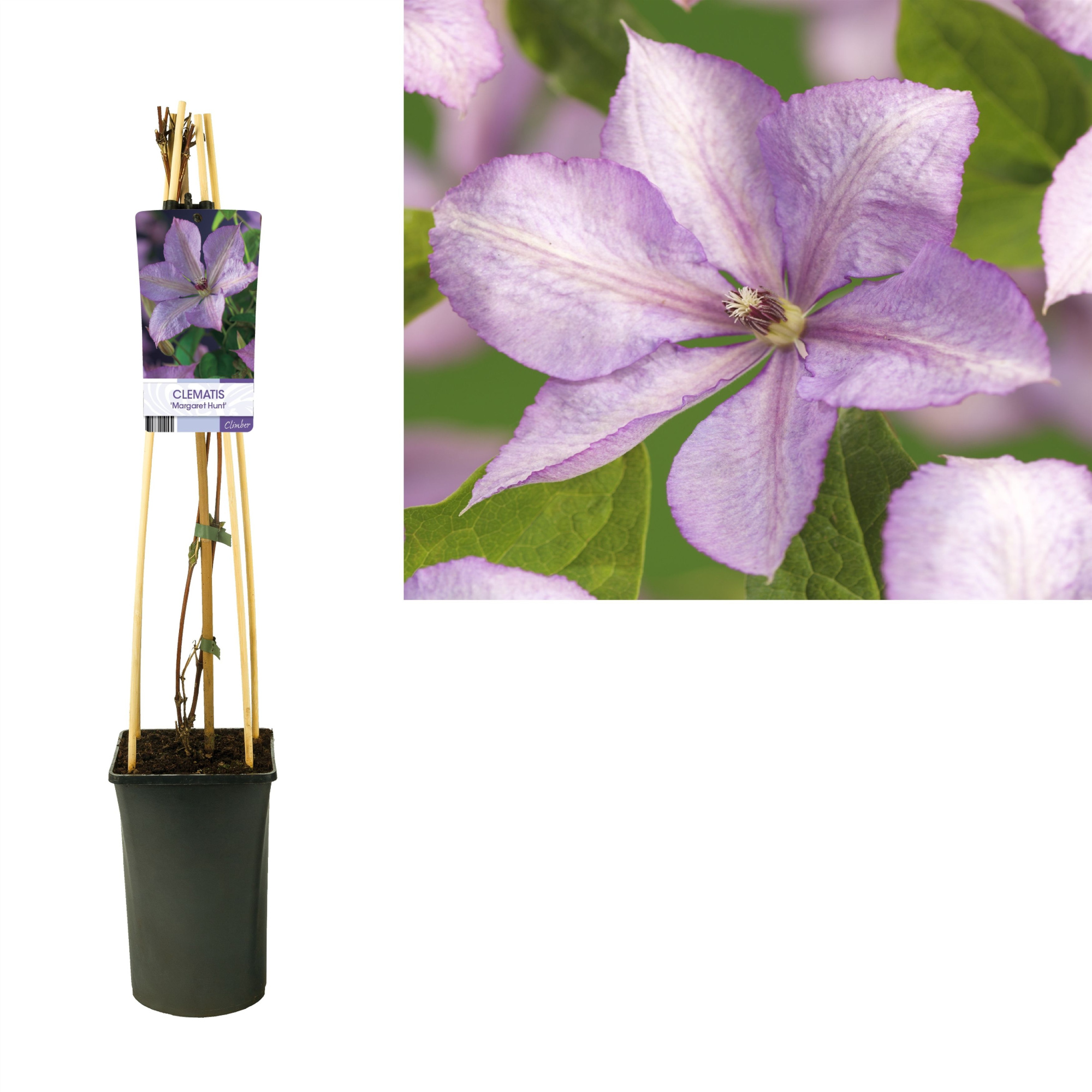 Clematis 'Margaret Hunt' +light label, D 17