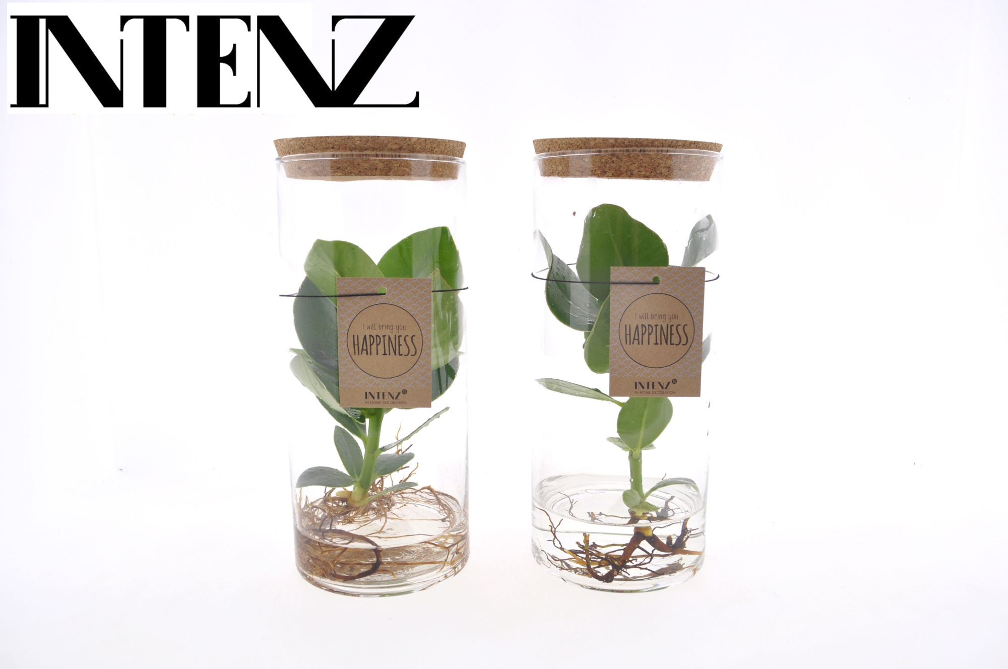 Clusia in Tube glas Medium, D 12