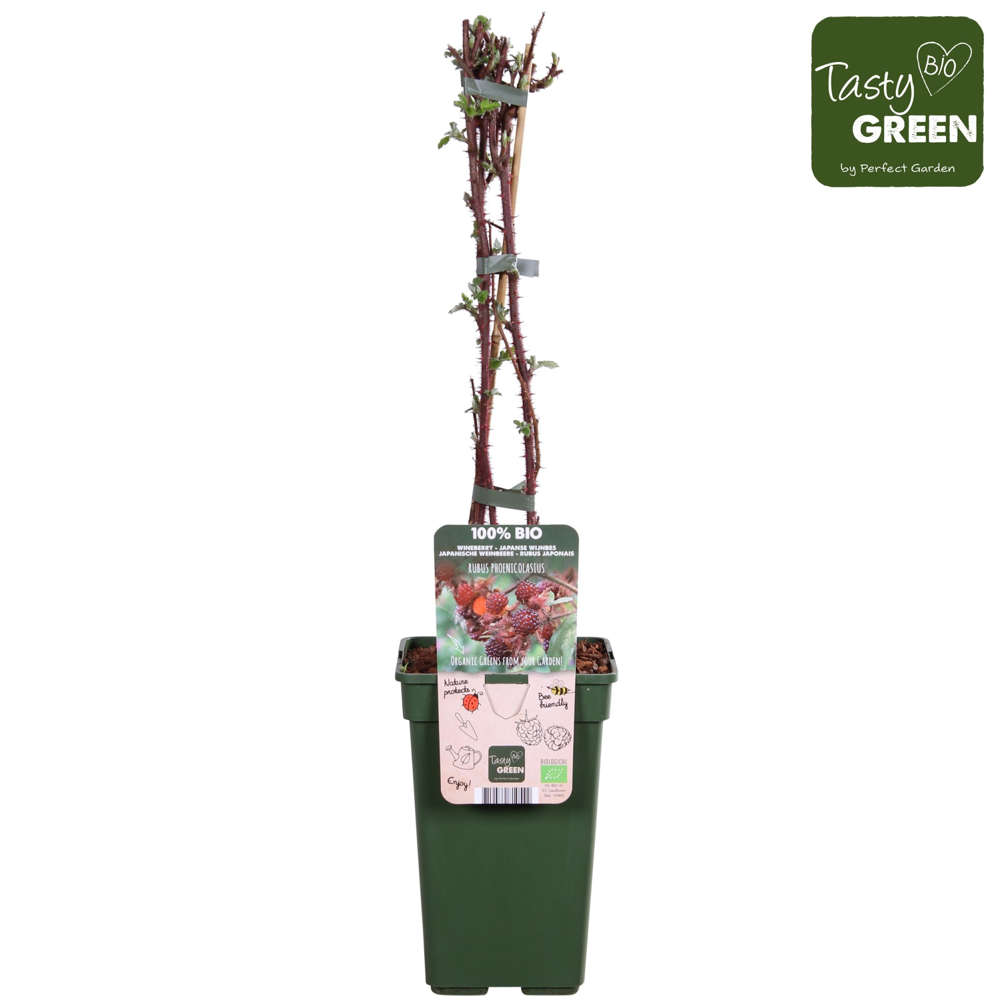 Rubus phoenicolasius Bio P19, D 19