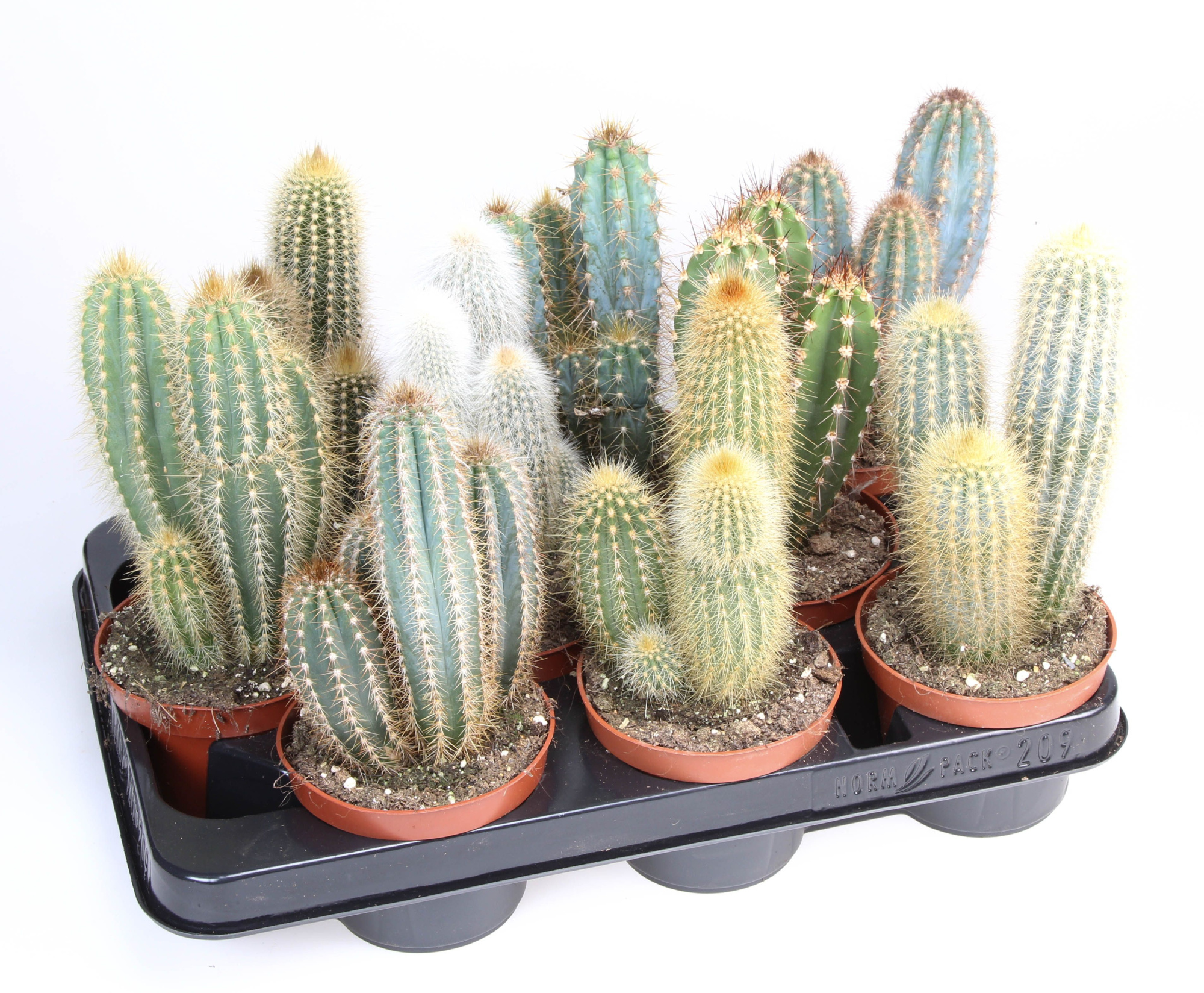 Cactus zuilmix, D 10,5
