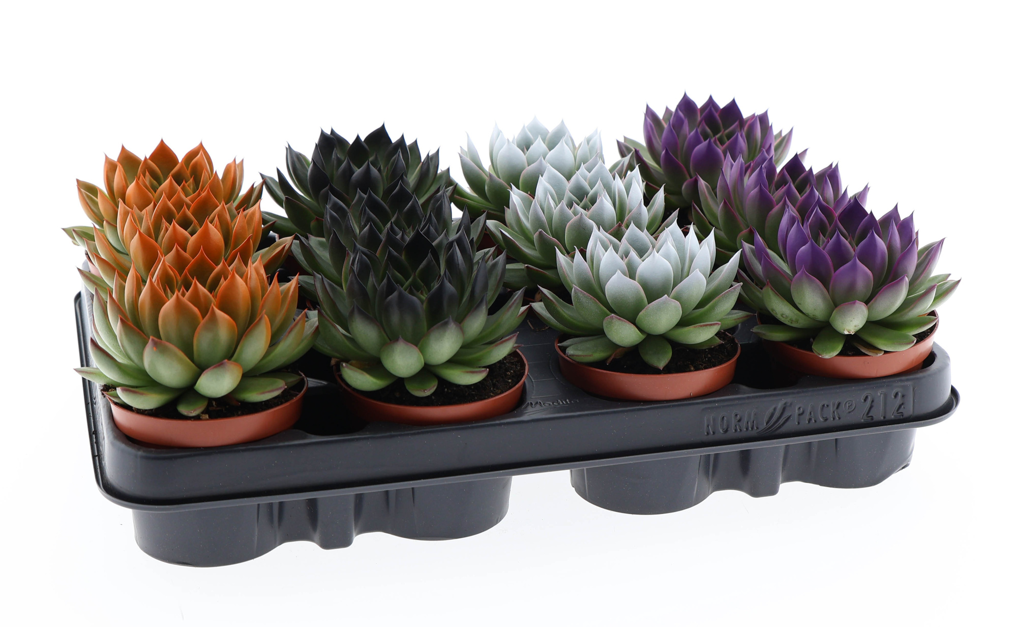 Halloween rainbow tips mix, D 8,5