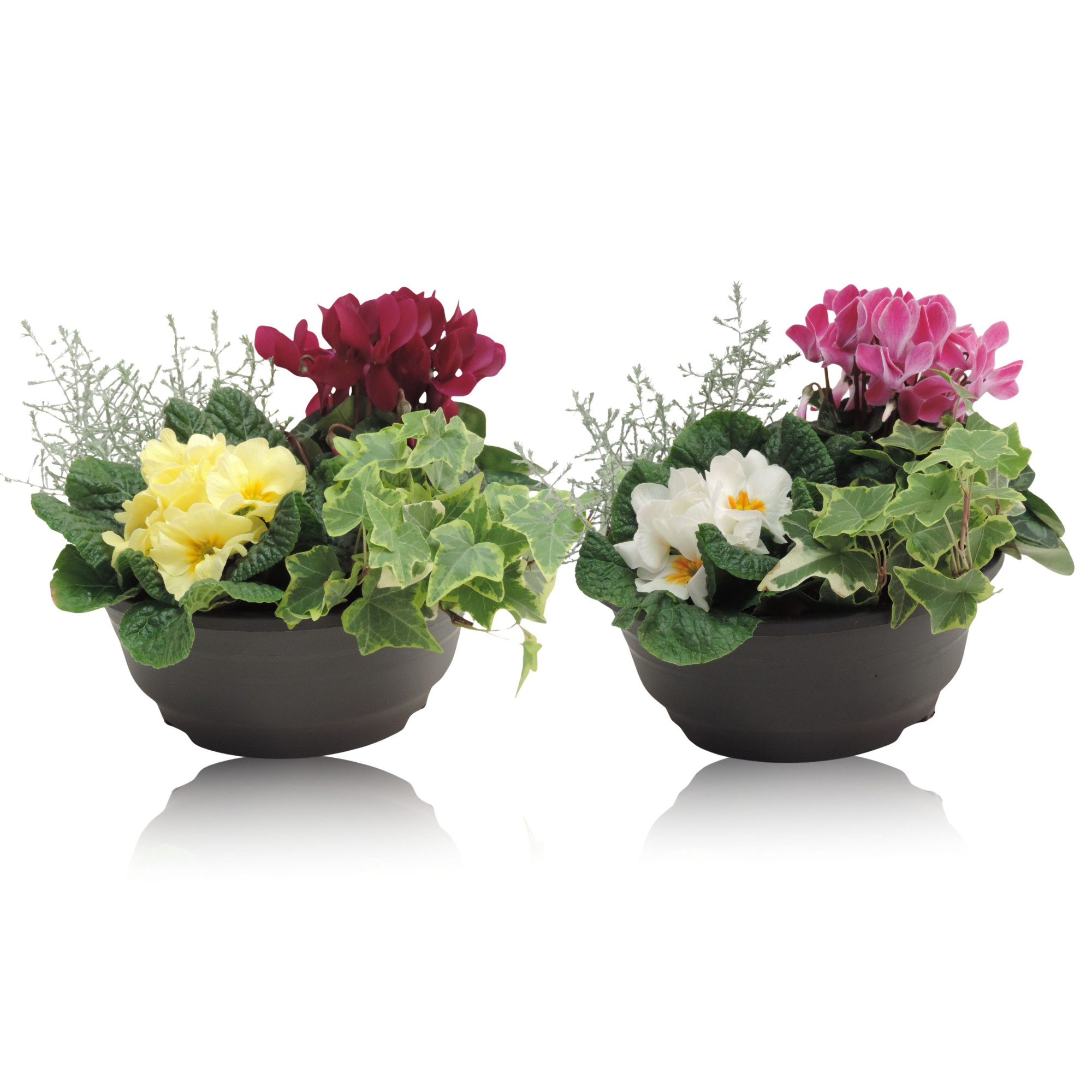 Arrangement in Schaal 23 cm, D 23