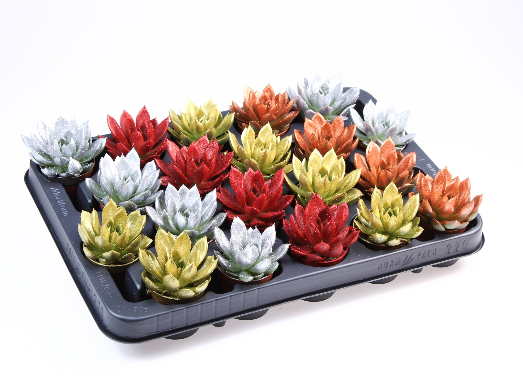 Miranda glitter mix + bio glitter, D 5,5