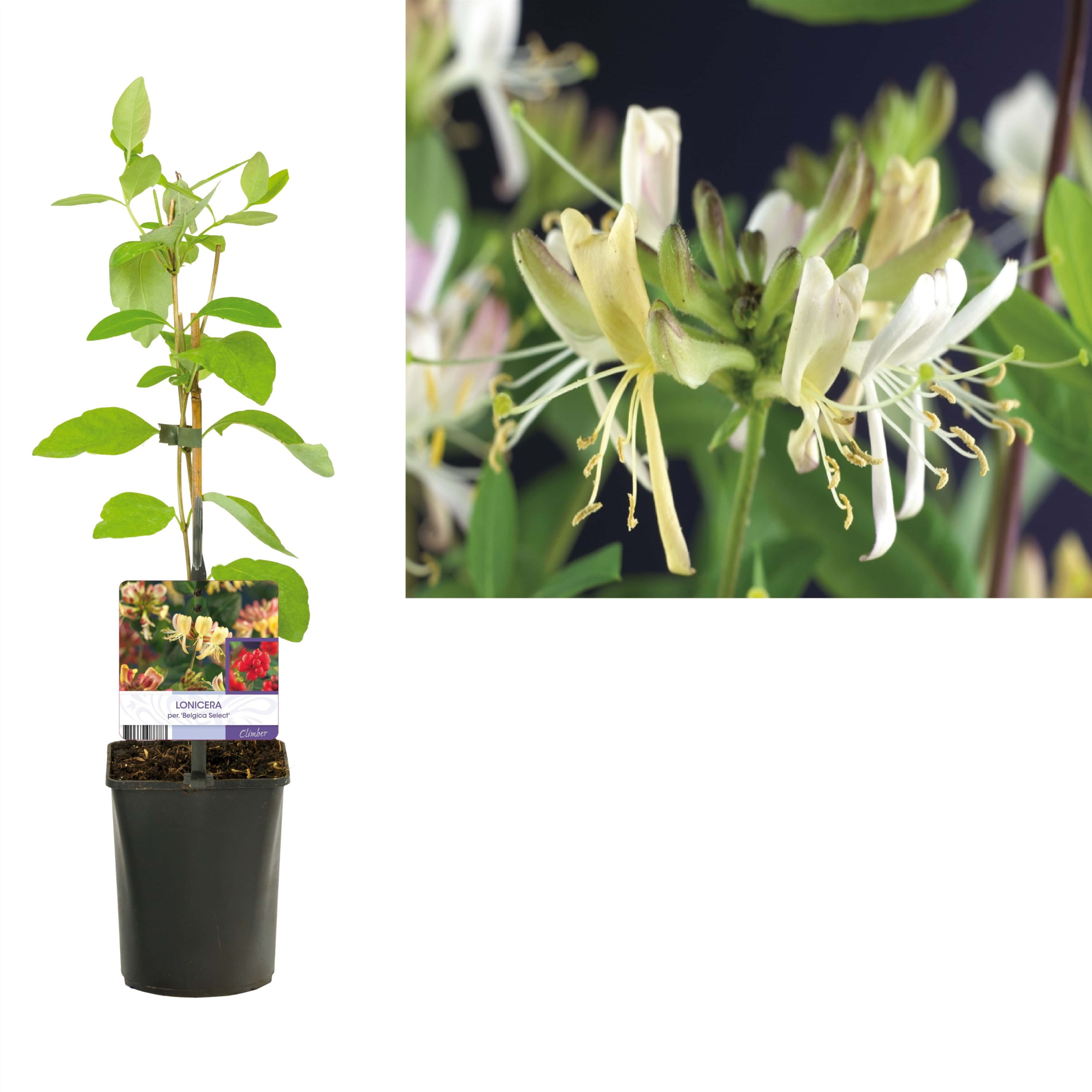 Lonicera per. 'Belgica Select' +light label, D 11