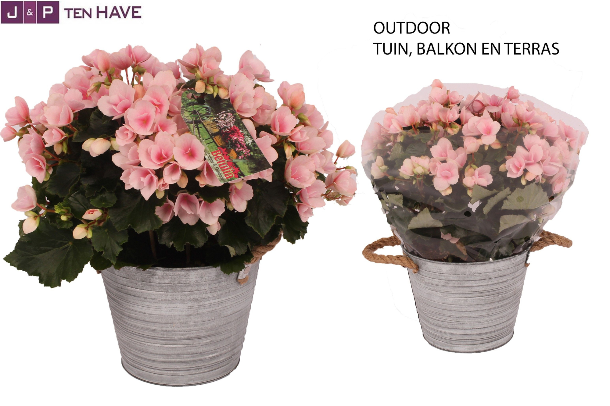 Begonia ''Betulia Light'' Outdoor in Zink Sierpot, D 19