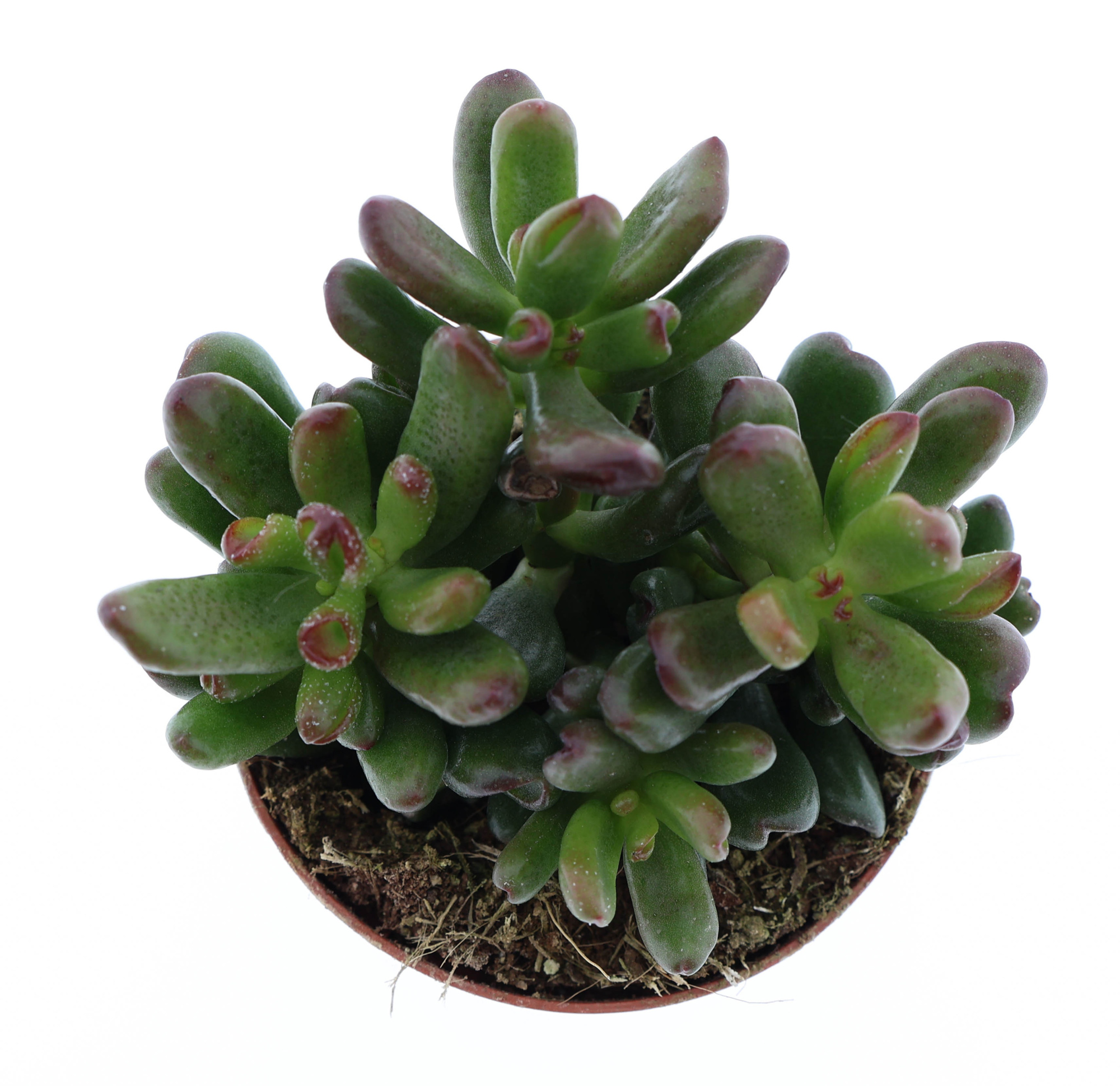 Crassula Oasis, D 8,5