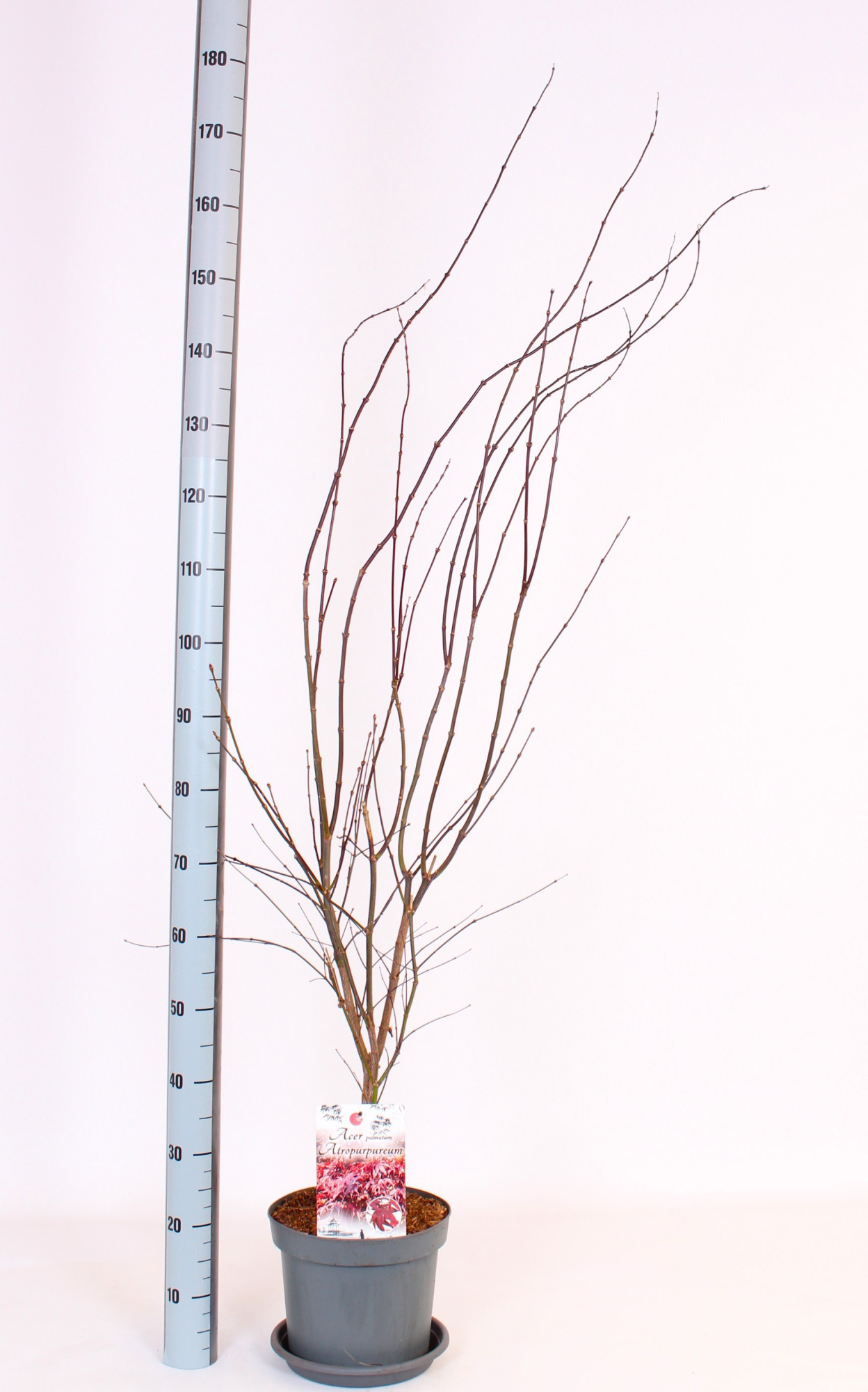 Atropurpureum, D 26