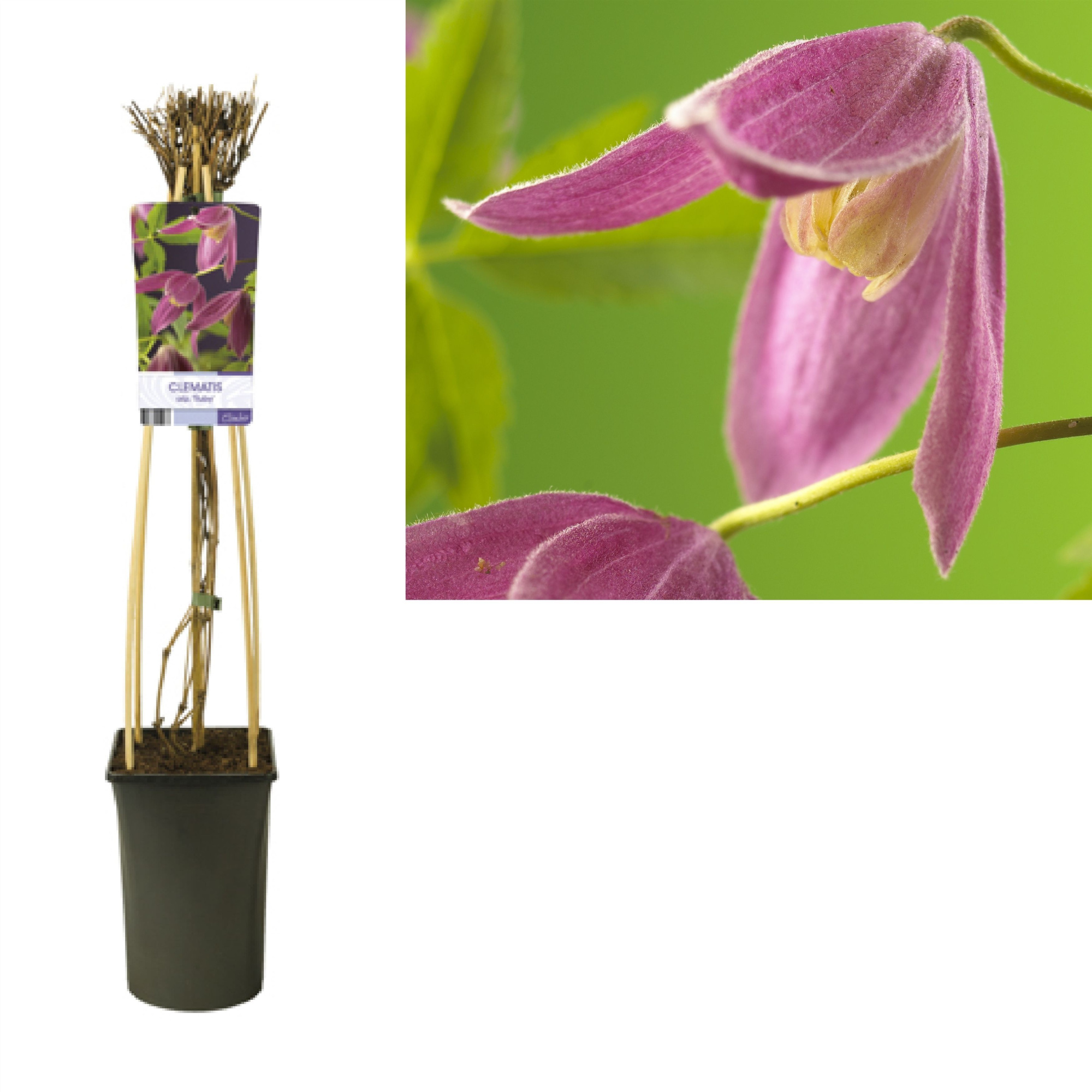 Clematis alp. 'Ruby' +light label, D 17