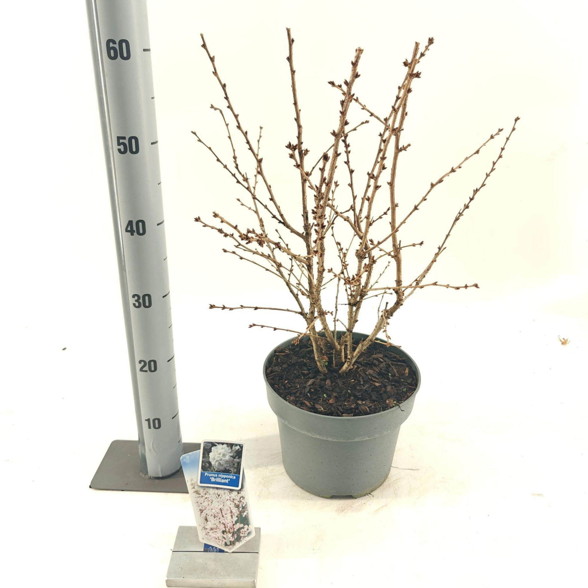 Prunus nipponica 'Brillant', D 23