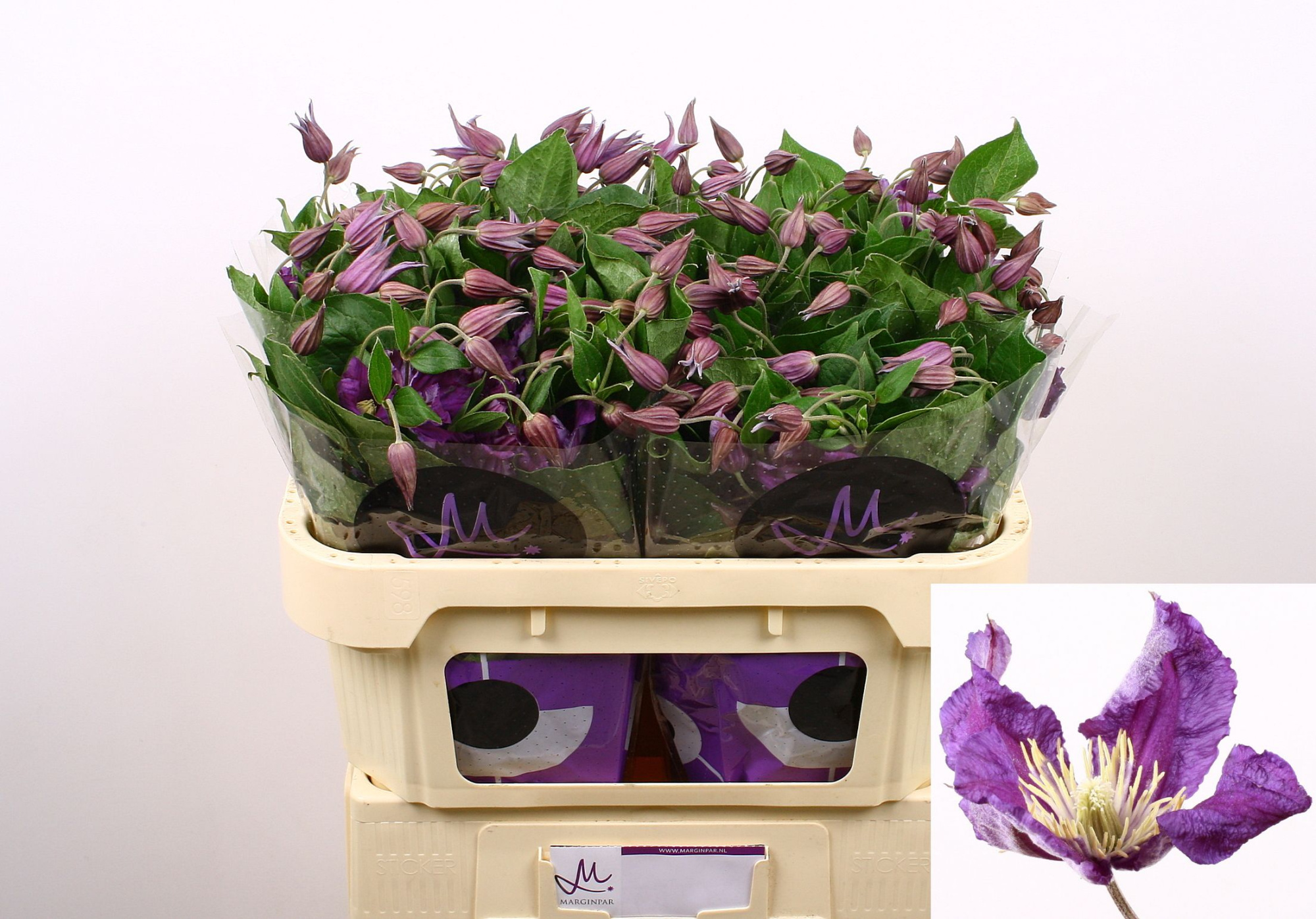 Клематис Эмейзин Сидней 70, шт.